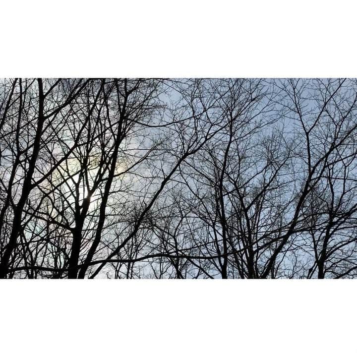 のインスタグラム：「今日は風が強くって。  黙って。耳を澄まして。木々達の会話を聞きながら。 色んなことを考えて。  あと数日したら、彼らは新緑を芽吹かせ 全く違う世界を私たちに見せてくれる。  夏は木陰を作り沢山の動物達の癒しの場を作り、一生懸命に生命を育む。  秋には沢山の種を付けて、次の世代に願いを託し。残り物は森の仲間と分け合う。  冬には自らが敷いた落ち葉の布団に包まって、暖かい土の下で森の仲間達と春が来るのを一緒に待つ。  風が吹けば、身体をくねらせおしゃべりをして、こうやって私のような人間を癒し。  雨が降れば、雨宿りをさせてくれて、その間飽きないようにと、美しい即興の音楽を奏でてくれる。  嵐になれば、両手を広げて、沢山の動物達の命を身体を張って、時には犠牲になりながらも守ってくれて。。。。 ああ。。。なんて素敵なんだろうと。。。。 どんな人になりたいですか？と聞かれたら、 「大きな木になりたい」 そう答えたいな。  自分の手をめいいっぱい広げた範囲だけでいいから。 自分の存在で、その場にいる仲間を包み込み、守れるような。 そういう人に私はなりたいな。。。。 #北杜市の春  #とか真面目なこと言ってみて #結構いい大人なのよ #今日の山梨は最高に気持ちよかった👍🏻✨」