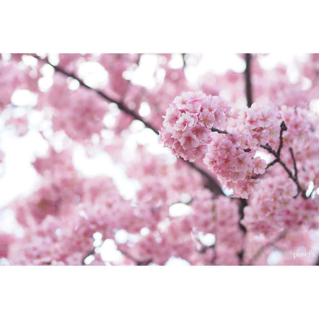 anemone_69さんのインスタグラム写真 - (anemone_69Instagram)「. thank you⋆*❁*⋆ฺ｡* . #10000posts 目となりました。 これまで本当に たくさんの「いいね！」をくださり、 心から感謝しています。 ありがとう。 . . . #河津桜 🌸 #kawazuzakura #カワヅザクラ #sakura #サクラ #桜 . . . さぁ、いよいよ近所の染井吉野も 咲きはじめました。 今年も撮るぞー . .」3月22日 21時15分 - powf