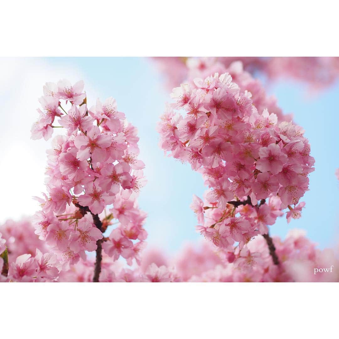 anemone_69さんのインスタグラム写真 - (anemone_69Instagram)「. thank you⋆*❁*⋆ฺ｡* . #10000posts 目となりました。 これまで本当に たくさんの「いいね！」をくださり、 心から感謝しています。 ありがとう。 . . . #河津桜 🌸 #kawazuzakura #カワヅザクラ #sakura #サクラ #桜 . . . さぁ、いよいよ近所の染井吉野も 咲きはじめました。 今年も撮るぞー . .」3月22日 21時15分 - powf