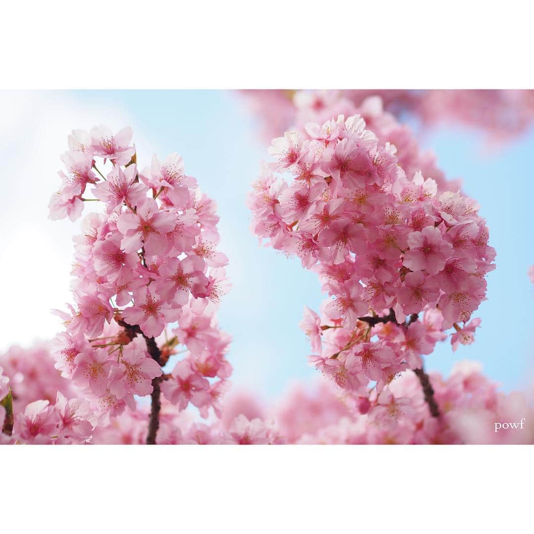 anemone_69さんのインスタグラム写真 - (anemone_69Instagram)「. thank you⋆*❁*⋆ฺ｡* . #10000posts 目となりました。 これまで本当に たくさんの「いいね！」をくださり、 心から感謝しています。 ありがとう。 . . . #河津桜 🌸 #kawazuzakura #カワヅザクラ #sakura #サクラ #桜 . . . さぁ、いよいよ近所の染井吉野も 咲きはじめました。 今年も撮るぞー . .」3月22日 21時15分 - powf