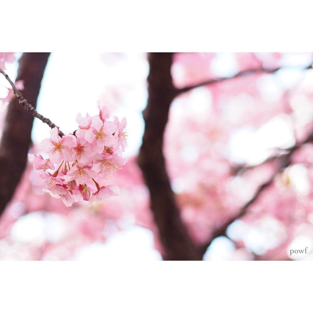 anemone_69さんのインスタグラム写真 - (anemone_69Instagram)「. thank you⋆*❁*⋆ฺ｡* . #10000posts 目となりました。 これまで本当に たくさんの「いいね！」をくださり、 心から感謝しています。 ありがとう。 . . . #河津桜 🌸 #kawazuzakura #カワヅザクラ #sakura #サクラ #桜 . . . さぁ、いよいよ近所の染井吉野も 咲きはじめました。 今年も撮るぞー . .」3月22日 21時15分 - powf