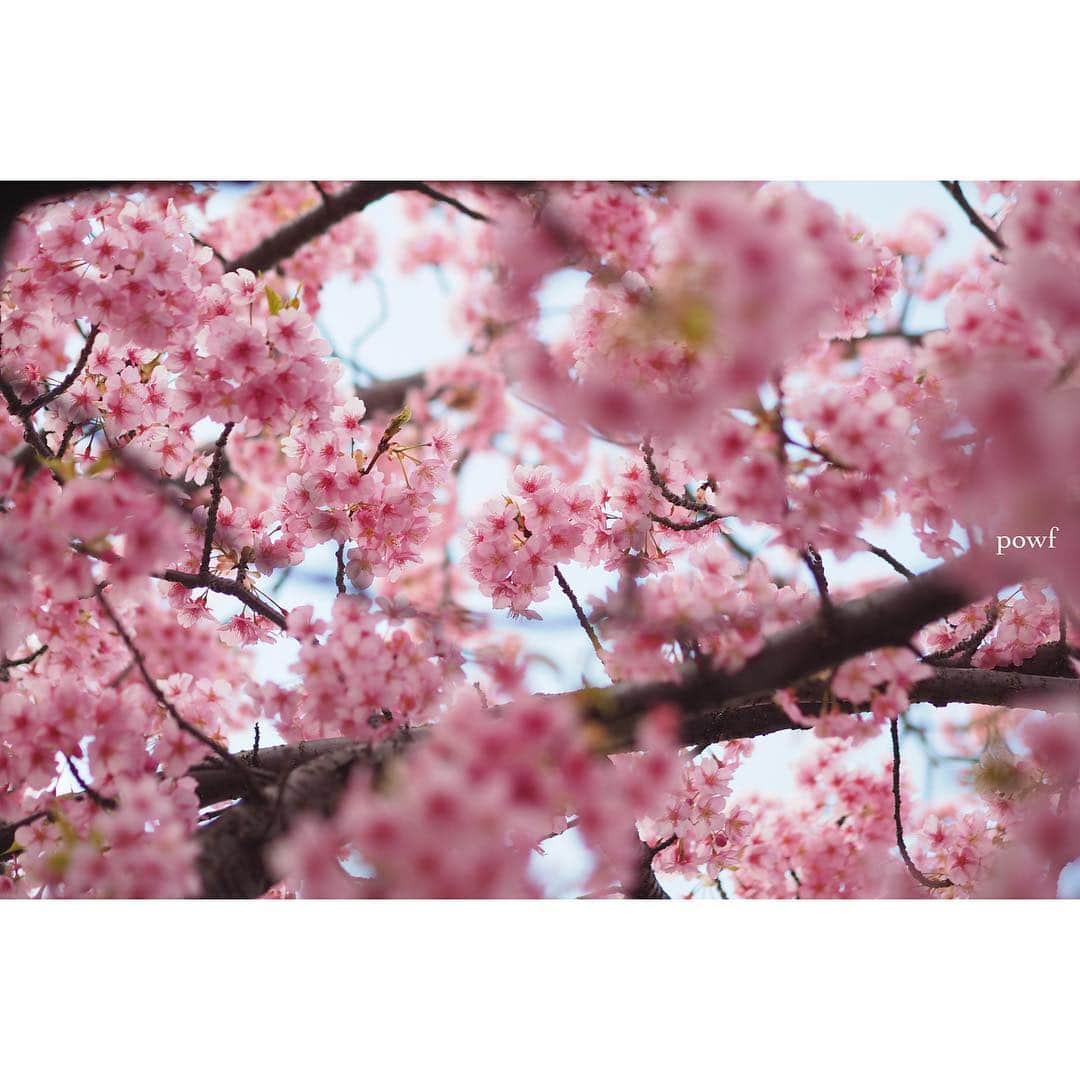 anemone_69さんのインスタグラム写真 - (anemone_69Instagram)「. thank you⋆*❁*⋆ฺ｡* . #10000posts 目となりました。 これまで本当に たくさんの「いいね！」をくださり、 心から感謝しています。 ありがとう。 . . . #河津桜 🌸 #kawazuzakura #カワヅザクラ #sakura #サクラ #桜 . . . さぁ、いよいよ近所の染井吉野も 咲きはじめました。 今年も撮るぞー . .」3月22日 21時15分 - powf