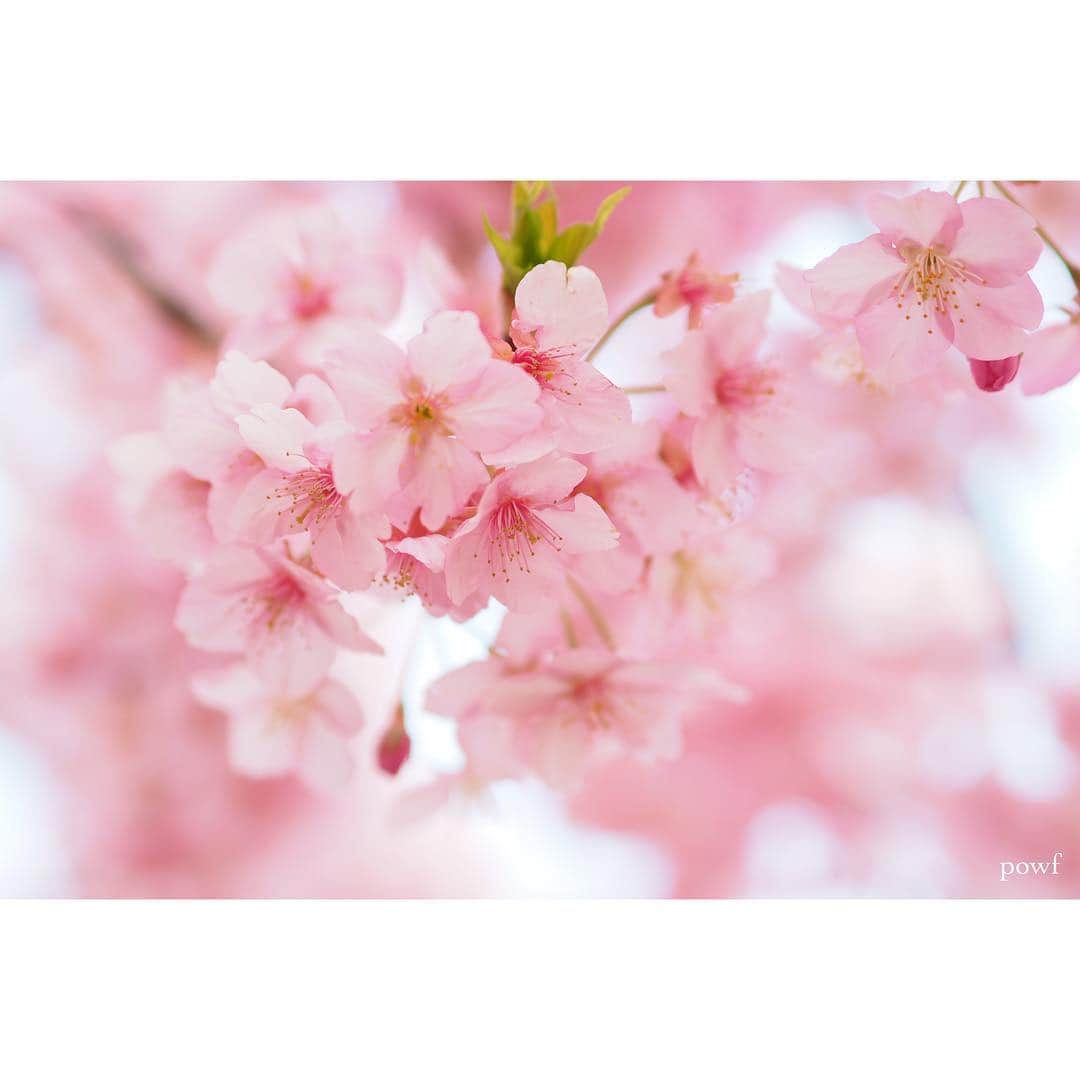 anemone_69さんのインスタグラム写真 - (anemone_69Instagram)「. thank you⋆*❁*⋆ฺ｡* . #10000posts 目となりました。 これまで本当に たくさんの「いいね！」をくださり、 心から感謝しています。 ありがとう。 . . . #河津桜 🌸 #kawazuzakura #カワヅザクラ #sakura #サクラ #桜 . . . さぁ、いよいよ近所の染井吉野も 咲きはじめました。 今年も撮るぞー . .」3月22日 21時15分 - powf