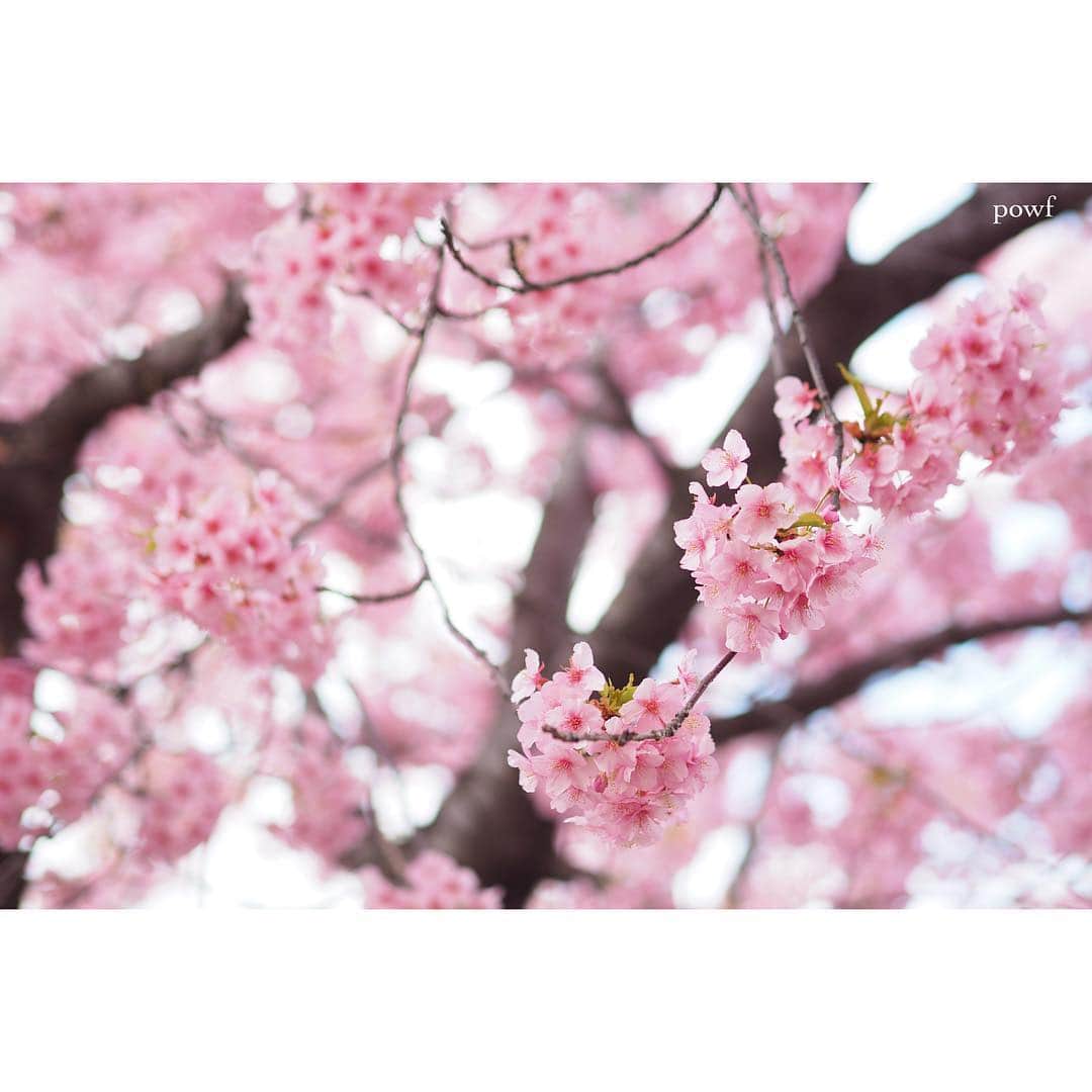 anemone_69のインスタグラム：「. thank you⋆*❁*⋆ฺ｡* . #10000posts 目となりました。 これまで本当に たくさんの「いいね！」をくださり、 心から感謝しています。 ありがとう。 . . . #河津桜 🌸 #kawazuzakura #カワヅザクラ #sakura #サクラ #桜 . . . さぁ、いよいよ近所の染井吉野も 咲きはじめました。 今年も撮るぞー . .」