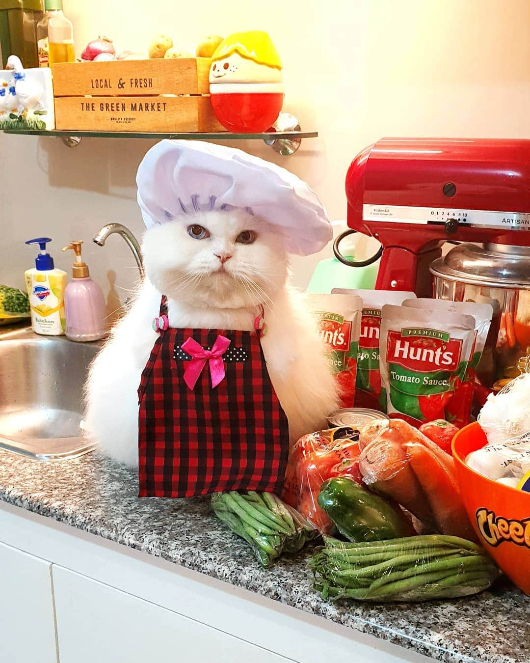 Kenshin & Chloeyさんのインスタグラム写真 - (Kenshin & ChloeyInstagram)「👩‍🍳Hello! Cat Chef Chloey is ready to cook a delicious meal today🥕😅🥔🍖❤ #catchef」3月22日 21時25分 - kitty.chloeykenshin