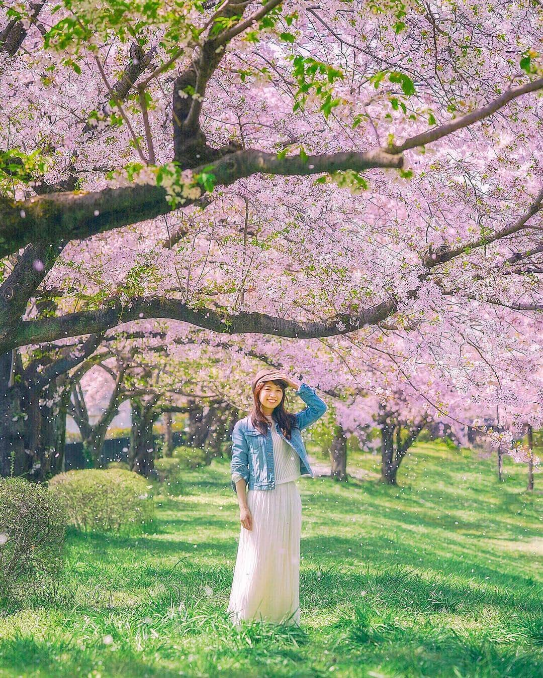 mikicoco00のインスタグラム：「* * 桜吹雪～🍃 東京も開花しましたね🌸 お花見楽しみ🐷🍡 * * * * * #桜#春#綺麗#感動#青空#桜吹雪 #spring#cherryblossom#pink #tokyo#japan#uniqlo#uniqlou」