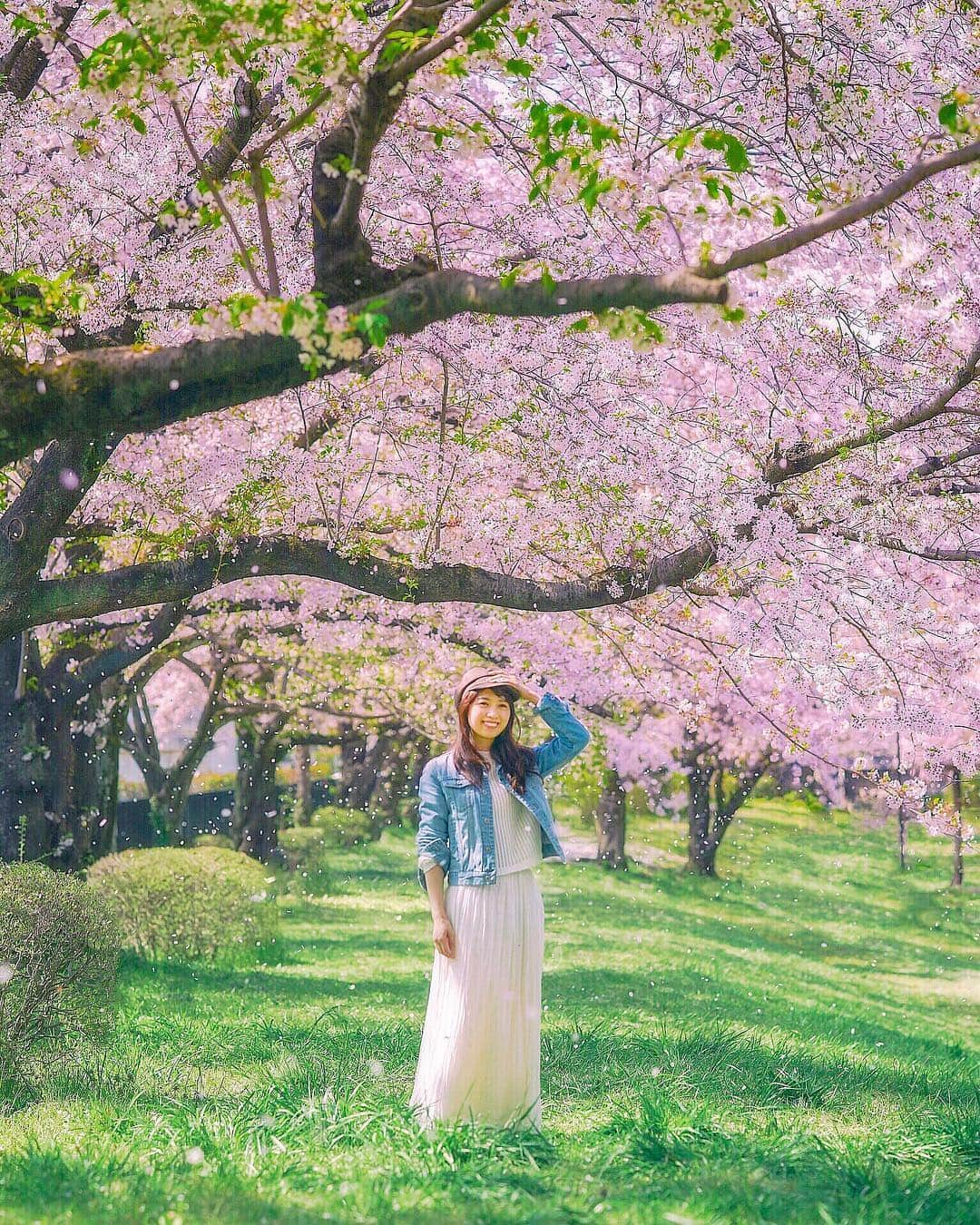 mikicoco00さんのインスタグラム写真 - (mikicoco00Instagram)「* * 桜吹雪～🍃 東京も開花しましたね🌸 お花見楽しみ🐷🍡 * * * * * #桜#春#綺麗#感動#青空#桜吹雪 #spring#cherryblossom#pink #tokyo#japan#uniqlo#uniqlou」3月22日 21時25分 - mikicoco00