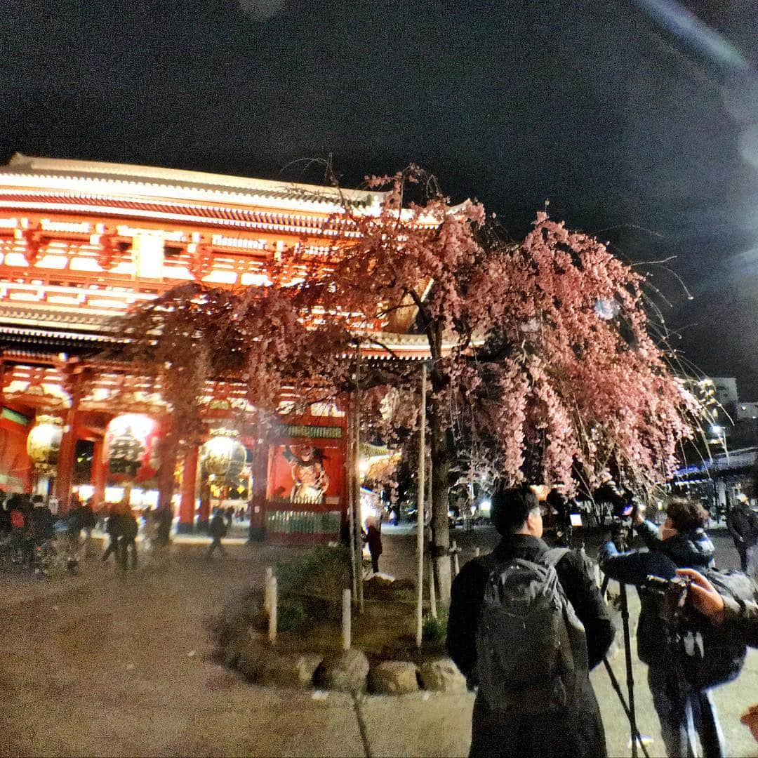 森田繁のインスタグラム：「浅草寺は満開の枝垂れ桜」