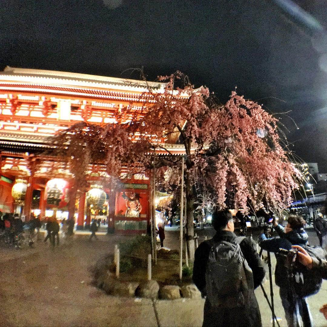 森田繁さんのインスタグラム写真 - (森田繁Instagram)「浅草寺は満開の枝垂れ桜」3月22日 21時27分 - siglic