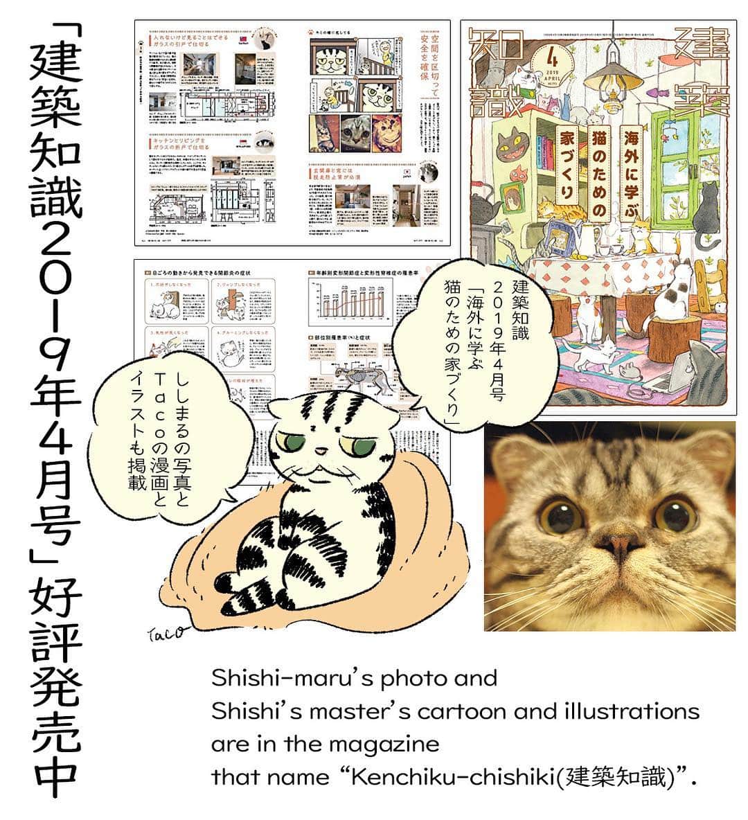 Shishi-maruのインスタグラム：「【告知】エクスナレッジ出版の「建築知識2019年4月号」‐海外に学ぶ猫のための家づくり‐特集に、漫画とイラストと飼猫ししまるの写真を提供いたしました。建築誌を作っている会社ならではの、とても専門的で役に立つ情報がびっしりの内容で、保存しておきたい1冊です。是非書店やWebでお求めい下さい。シェアも大歓迎です。 【内容紹介】 ーーーーーーーーーーーー 「建築知識2019年4月号」 ー海外に学ぶ猫のための家づくりー 今さら聞けない猫住宅事情の基本から最前線まで 猫と幸せに暮らす住まいのすべてがこの1冊で分かります!  猫に配慮した住宅の設えが普及する一方で  その工夫が猫にとって本当に安全で快適なものなのか 疑問視する声も聞かれます。  事実、老猫の9割は関節に問題を抱えています。  そこで本特集では、猫住宅の新常識を徹底検証!  さらに、日本を飛び出し、海外の安全・安心な猫住宅も紹介。  世界中の猫のプロフェッショナルが教える 猫もヒトも幸せな住まいの秘訣を公開します!  ーーーーーーーーーーーー」