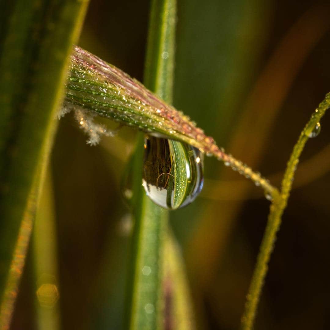 アンジー・ペインさんのインスタグラム写真 - (アンジー・ペインInstagram)「Droplets on grass inside a droplet on grass. • • • • • #macro #macrophotography」3月22日 22時00分 - angelajpayne
