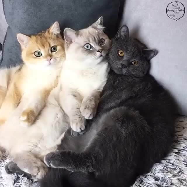Aww Clubのインスタグラム