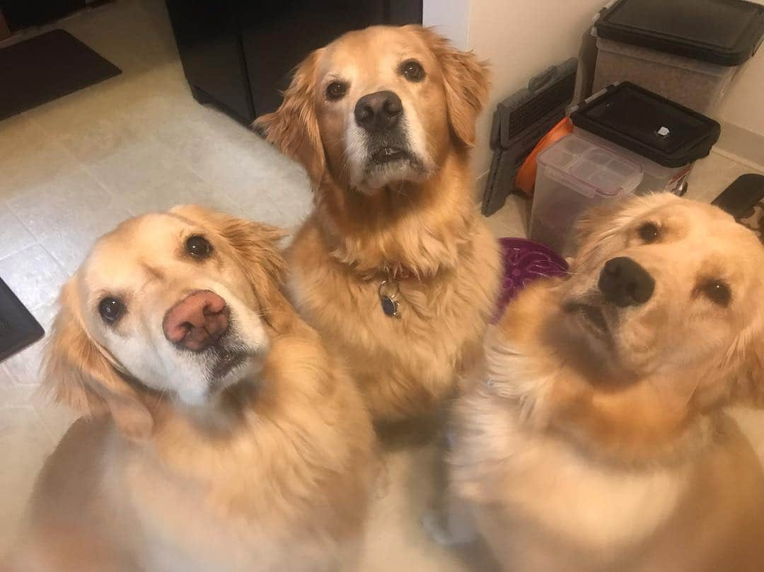 モヒートさんのインスタグラム写真 - (モヒートInstagram)「Very serious faces waiting for breakfast. ------------------------------- #goldensofig #goldenretriever  #goldenretrieversofinstagram #betterwithpets #dogsofig  #dogsofinstagram #fluffypack #gloriousgoldens #cute #welovegoldens #ilovemydog #dogcrushdaily #retrieveroftheday #goldenlife #featuregoldens #goldenretrieverfeatures #bestwoof #goldenretrieverft #ProPlanDog #ilovegolden_retrievers #mydogiscutest #retrieversgram #chewy #dogsofcle」3月22日 21時53分 - mojito_rose_family