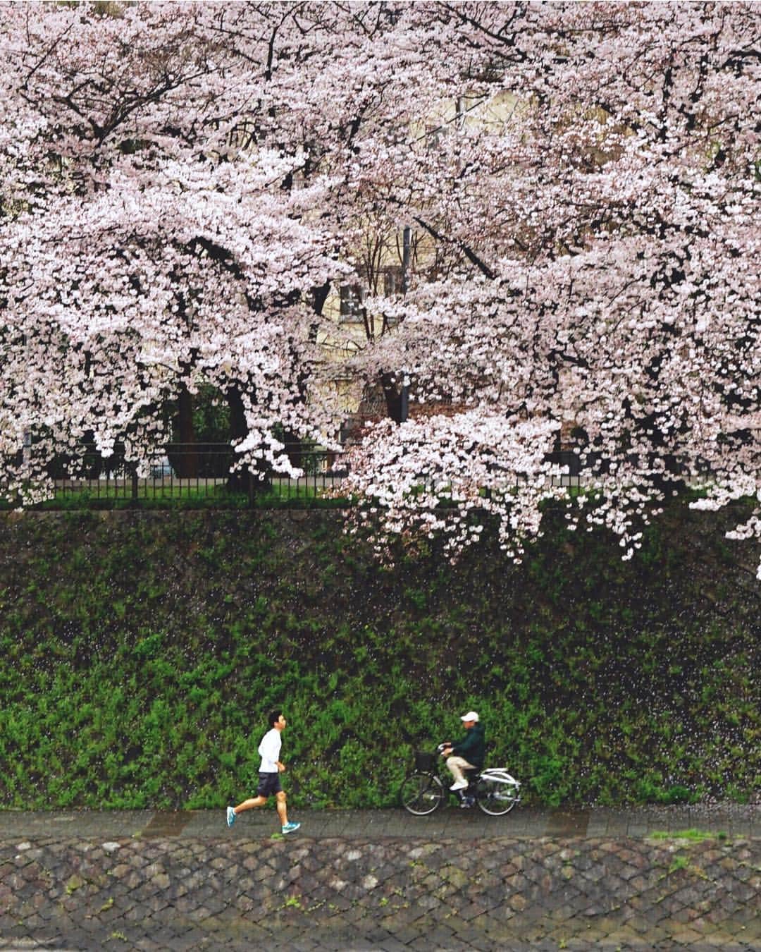 Koichiのインスタグラム：「. . 🌸 Under the blossom | #BeautifulJapan . . Kyoto's full bloom forecast is April 3 (This photo is a two years ago) . 📍#鴨川 #京都 #Kamogawa #Kyoto .」