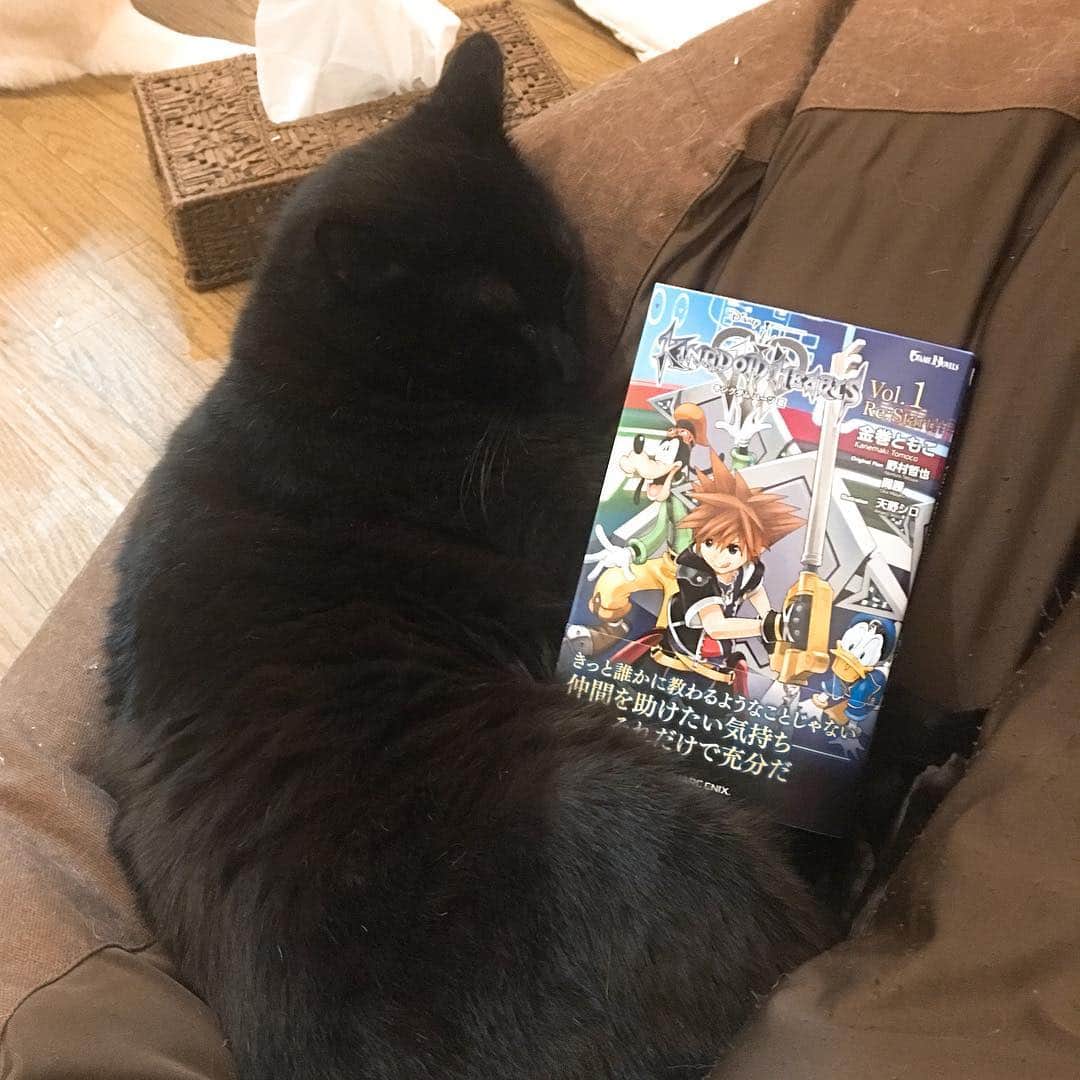 のインスタグラム：「ステマ？に協力させられるクロ。『小説 キングダム ハーツIII Vol.1 Re:Start!!』3/28発売！ #キングダムハーツ #キングダムハーツ3 #kingdomhearts #kingdomhearts3 #kurohakuchai #blackcat #cat #猫 #黒猫」