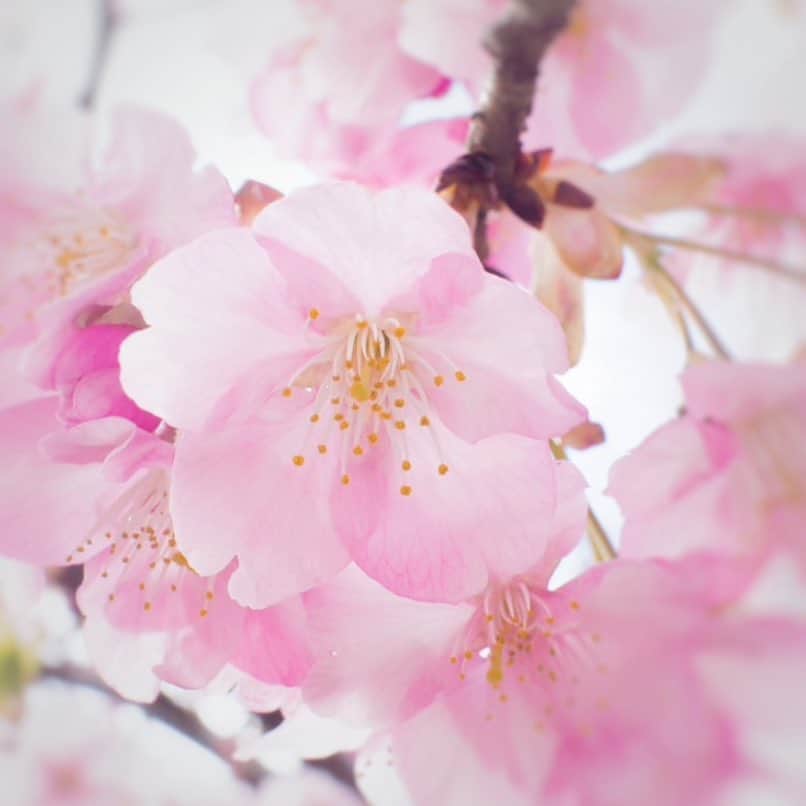 アンミカさんのインスタグラム写真 - (アンミカInstagram)「春分を過ぎると、大好きなお花見の季節🌸 桜の儚さと清純な雰囲気、そして強さの相反する感じが魅力的で好き。 ネイルも、ほのかな白ピンクの桜の花に🌸💅 。 #手は1日で一番自分で見る体のパーツ #だから綺麗にしてると所作も表情も穏やかに☺️ #しばらく手の上でのお花見も楽しめます🌸 #桜の花言葉は精神美や優美な女性 #日本女性の品格を表す花🌸 #手から季節を楽しむ #nail #spring #cherryblossom」3月22日 13時37分 - ahnmikaofficial