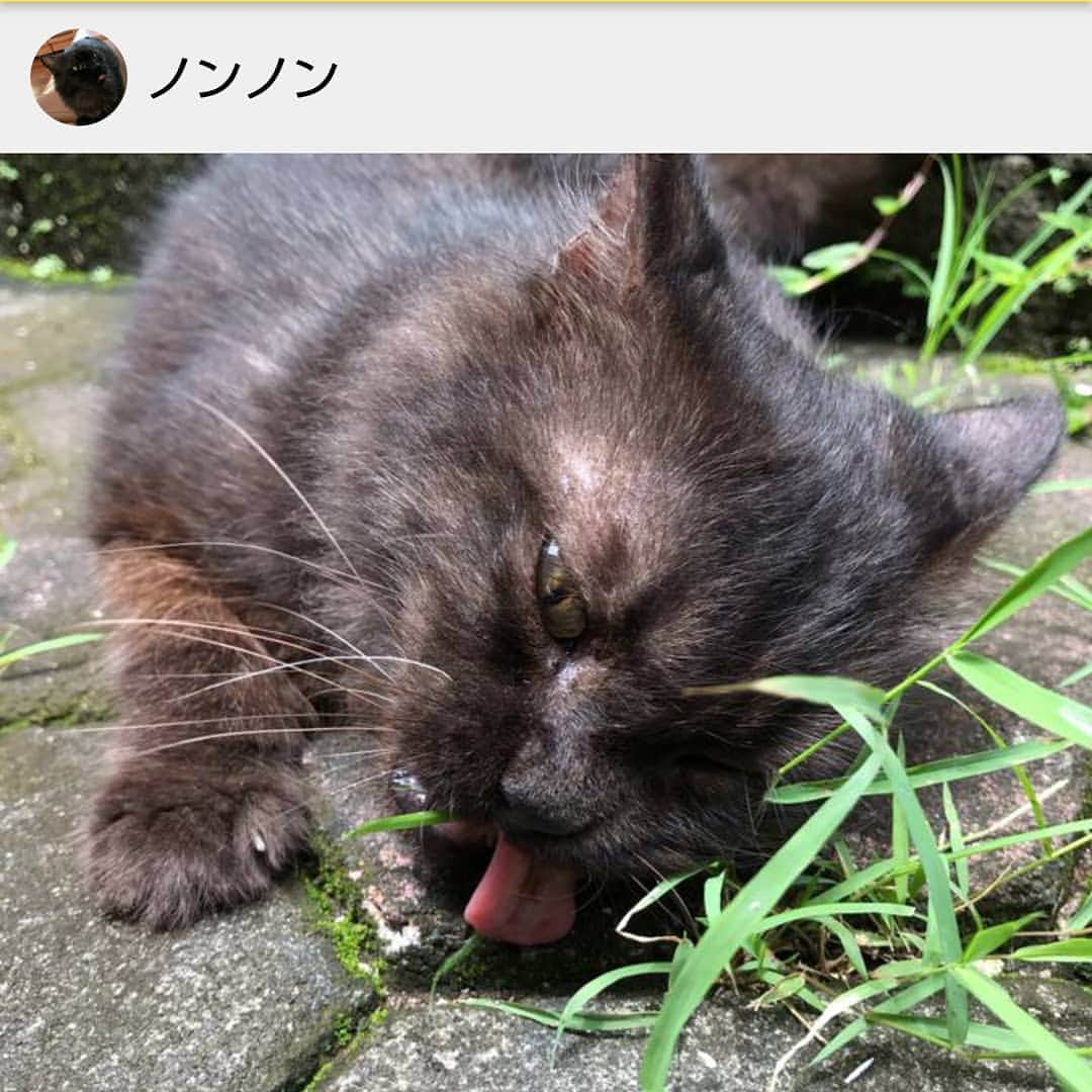 タンゲクンのインスタグラム