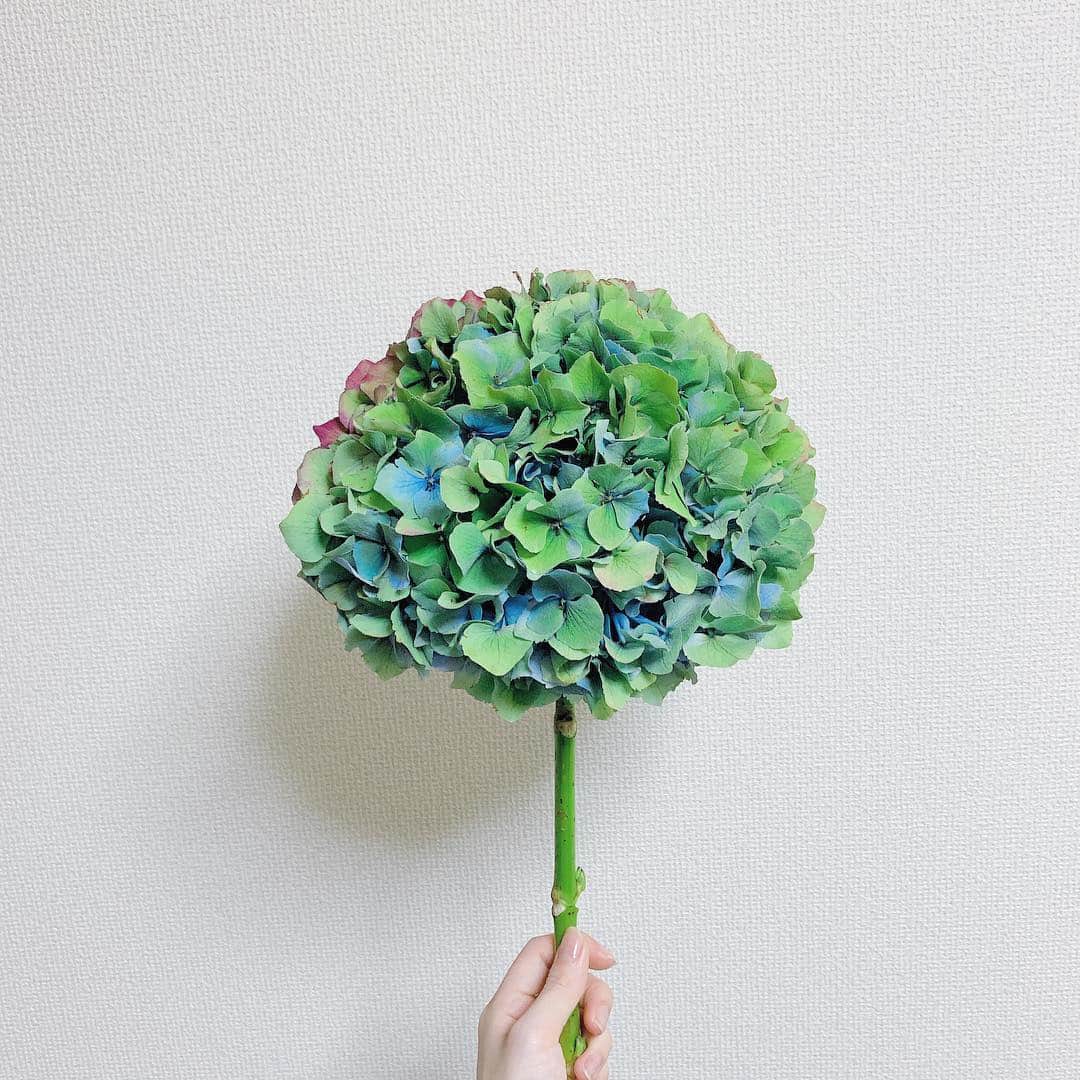 久保陽香さんのインスタグラム写真 - (久保陽香Instagram)「. 最近テーマを決めてお花を選ぶのが 最近のマイブームになってきました。 楽しい。  この紫陽花もテーマにぴったりで一目惚れ。 あるアニメのキャラクター。  #くぼお花」3月22日 14時03分 - kubo_haru