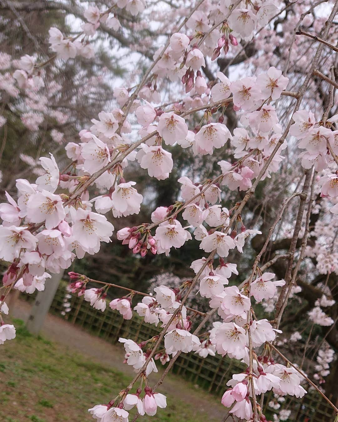 宮森セーラさんのインスタグラム写真 - (宮森セーラInstagram)「沢山のお花が咲いていて、とっても見どころたくさんな京都🌸  桜も早咲きなものは満開です！！✨✨ 春だーなぁーーー🌸✨ #🌸 #桜 #花 #京都 #椿 #しだれざくら #早咲き  #満開 #京都御苑 #京都御所 #kyoto #cherryblossom」3月22日 14時03分 - sela_miyamori