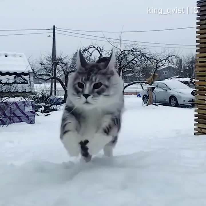 のインスタグラム：「When I hear there's free food⠀ ⠀ 📹@king_qvist⠀ ⠀ Want @9gag feature your cat 🐾? Join our cat community now 😺Link in bio !!⠀ ⠀ #meowed #mainecoon #majesticAF #CanonEOS60D #Canon #🇳🇴」