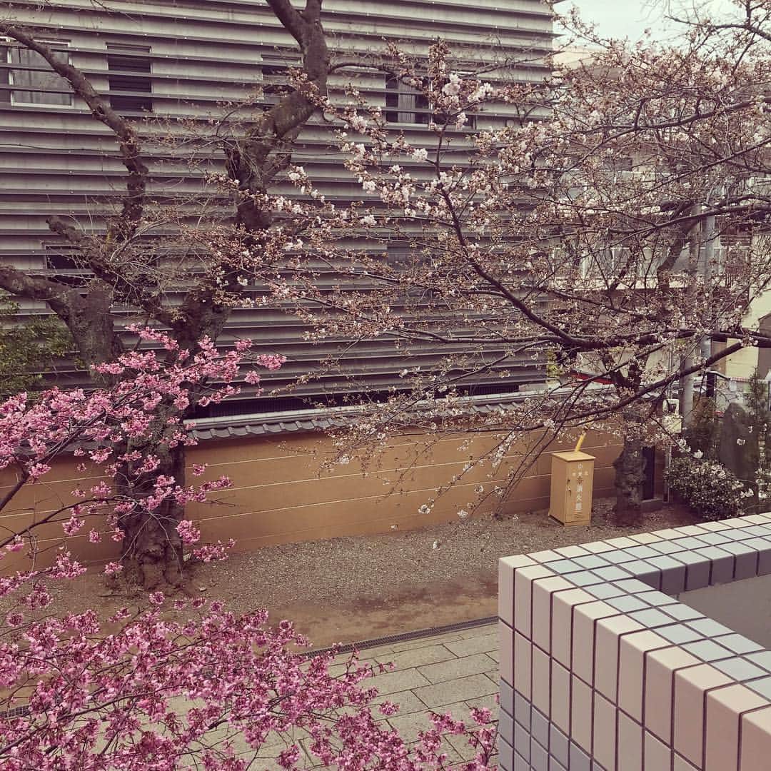 栗原まもるのインスタグラム：「左のプリンセス雅という桜はほぼほぼ咲いてしまった…！ ソメイヨシノも咲き始め。 ジムもちぐらに入り始め。 春です。」