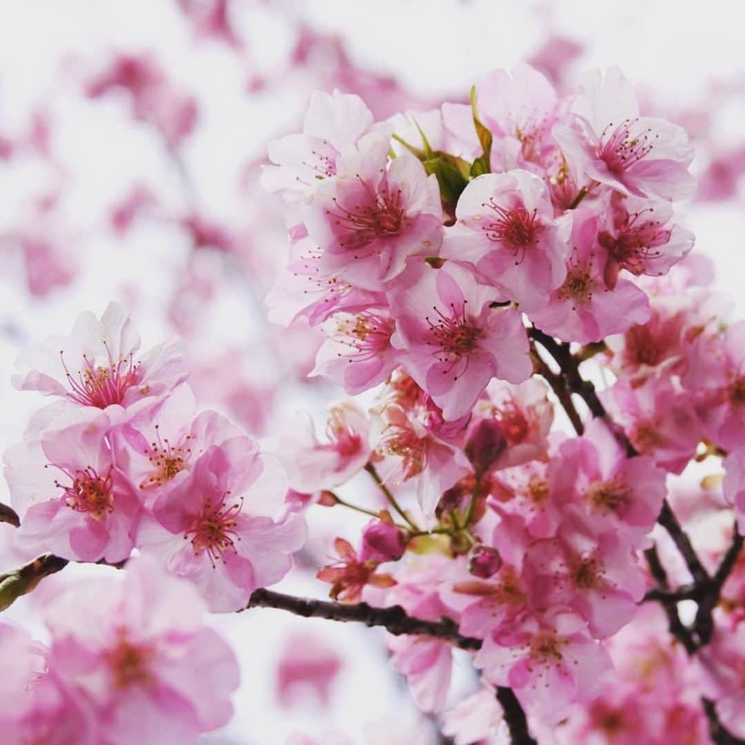 日本の国立公園さんのインスタグラム写真 - (日本の国立公園Instagram)「Follow: @nationalpark_japan⠀ Location: Kobayashi city/宮崎県小林市⠀ .⠀ Kobayashi city is located on the north side of Kirishima area in Kirishima-Kinkowan National Park. There are many Kawazu-zakura cherry trees planted here and there in the city. While Mt. Kirishima is covered with white rime, blossoms of Kawazu-zakura are already blooming at the foot of the mountain. If you stand under a cherry tree, you'll be enveloped in pink shades, and the voice of a Japanese bush warbler will add a final touch to the Japanese spring atmosphere.⠀ .⠀ On our Instagram, we will also share wonderful photos of National Parks of Japan posted on Instagram with the tag #nationalparksjp. We look forward to your participation!⠀ .⠀ #KirishimaKinkowanNationalPark #霧島錦江湾国立公園 #宮崎県 #鹿児島県⠀ .⠀ #NationalPark #nationalparks #nature #findyourpark #instafollow #japan #landscape #landscape_lovers #ourplanetdaily #landscapephotography #hiking #outdoors #traveling #travel #explore #visitjapanjp #日本 #國家公園 #일본 #국립공원 #国立公園」3月22日 15時00分 - nationalpark_japan