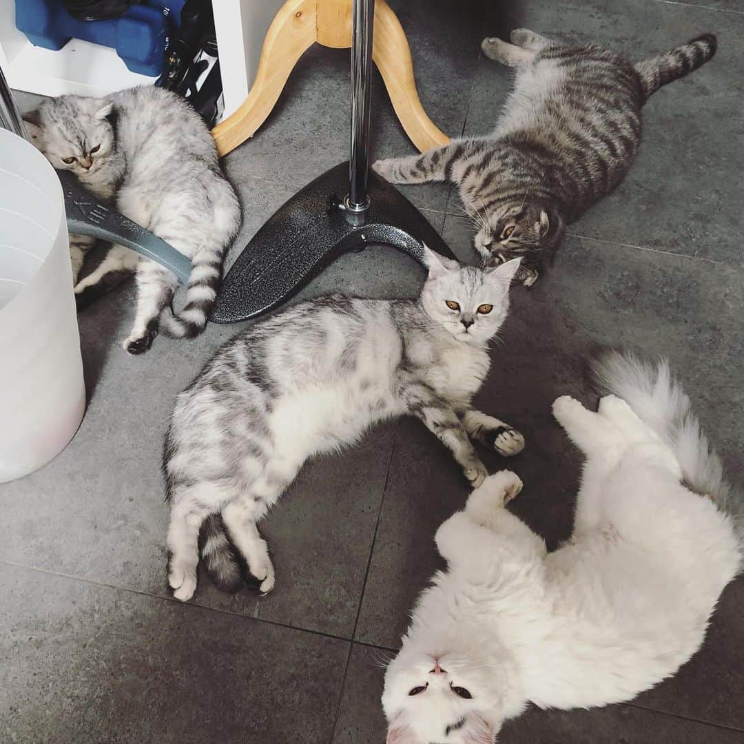 YingTzeさんのインスタグラム写真 - (YingTzeInstagram)「Today’s post is a photo of my cats ! 🐱❤️ Meet Princess , Hermes , Lancelot and Small Baby !  @babyg2610  _ The youngest batch of my kittens turn 6 months old soon. 😂 Time flies ya ~ back in Sept last year I was shocked that my family of 3 grew to 8 overnight. But it’s a blessing because I’m really happy living with my cats. I don’t post much about them because all they do is eat and sleep around me when I’m doing my work ! 😂 _ Tonight I’m streaming “ The Blackout Club “~ it’s a horror survival co-op game that is still in beta testing but will be released soon. It has pretty high ratings ~ can’t wait to play it at 9pm (GMT +8) tonight. See you later ! ▶️ www.facebook.com/yingtze1206 #blessed #catstagram #catsofinstagram #catsmalaysia #persiankitten #scottishfold」3月22日 15時03分 - yingtze