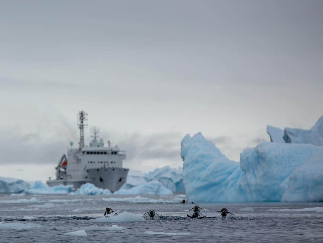マイケル・ドーソンさんのインスタグラム写真 - (マイケル・ドーソンInstagram)「Our Antarctic Buddies. 🐧 Penguins are great swimmers 💥 #inspiringexplorers2019」3月22日 15時12分 - mrmikedawson