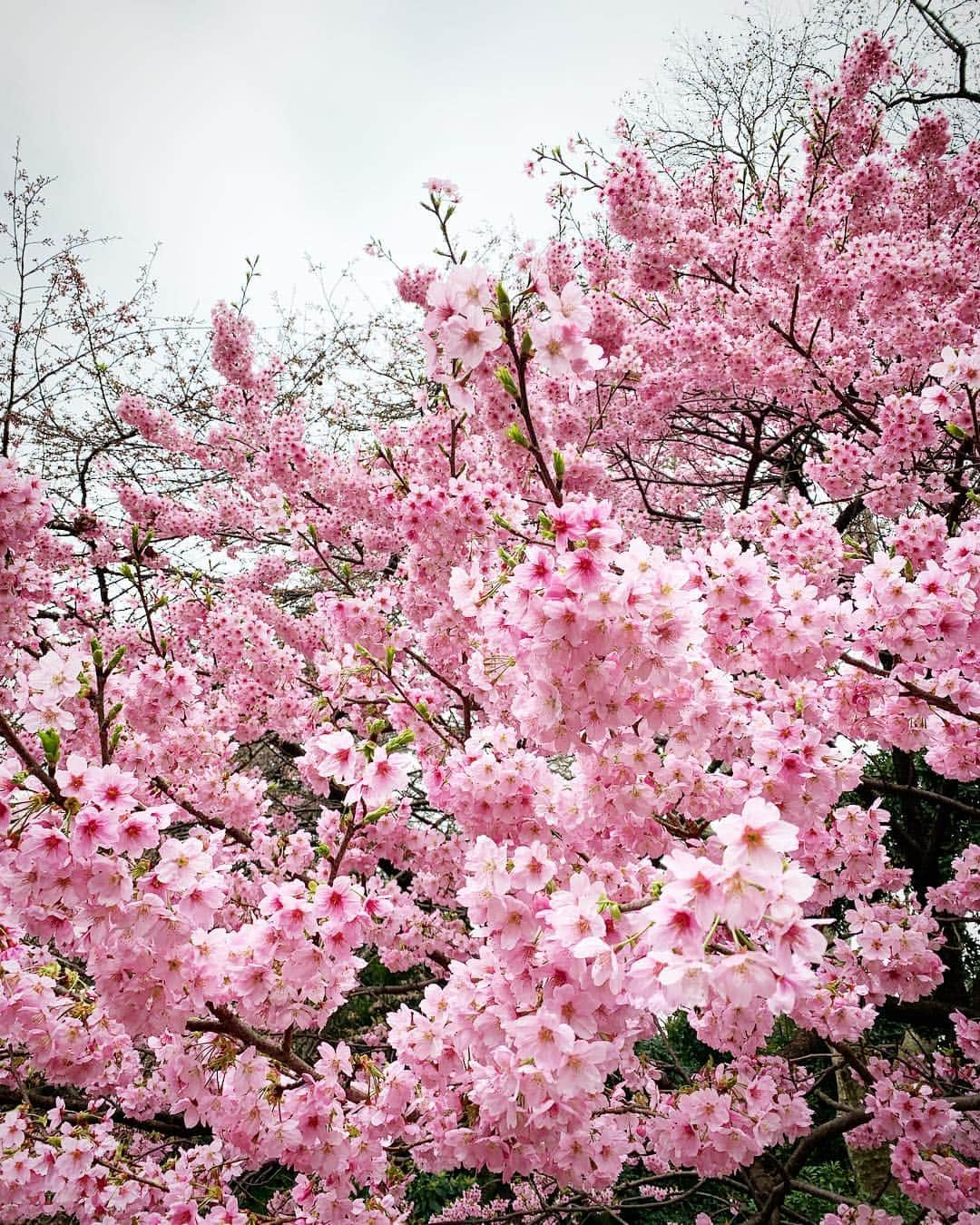 奈良裕也さんのインスタグラム写真 - (奈良裕也Instagram)「今年初桜 🌸 #cherryblossom」3月22日 15時24分 - yuyanara