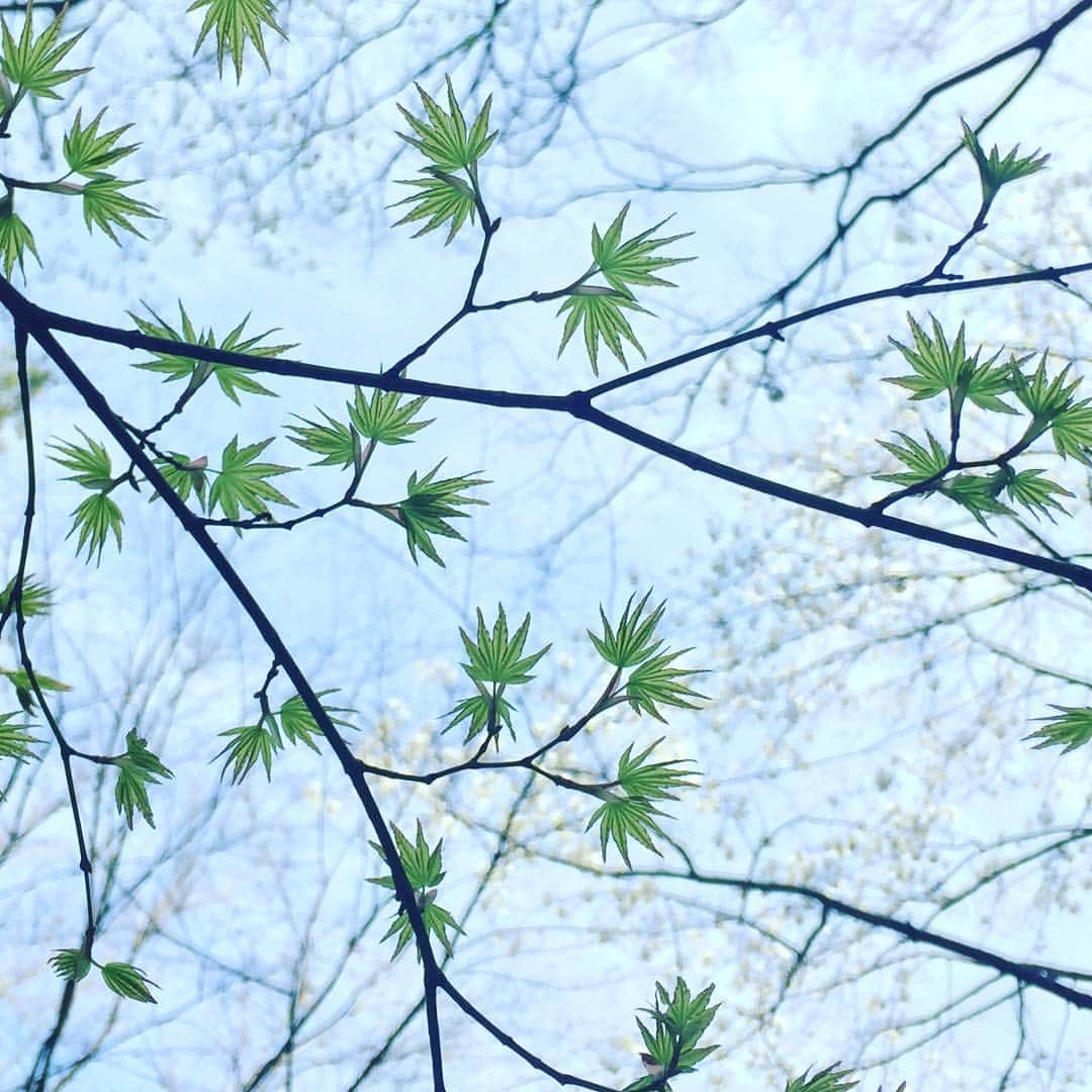 ふかしのインスタグラム：「#楓 #春 #春がきた」