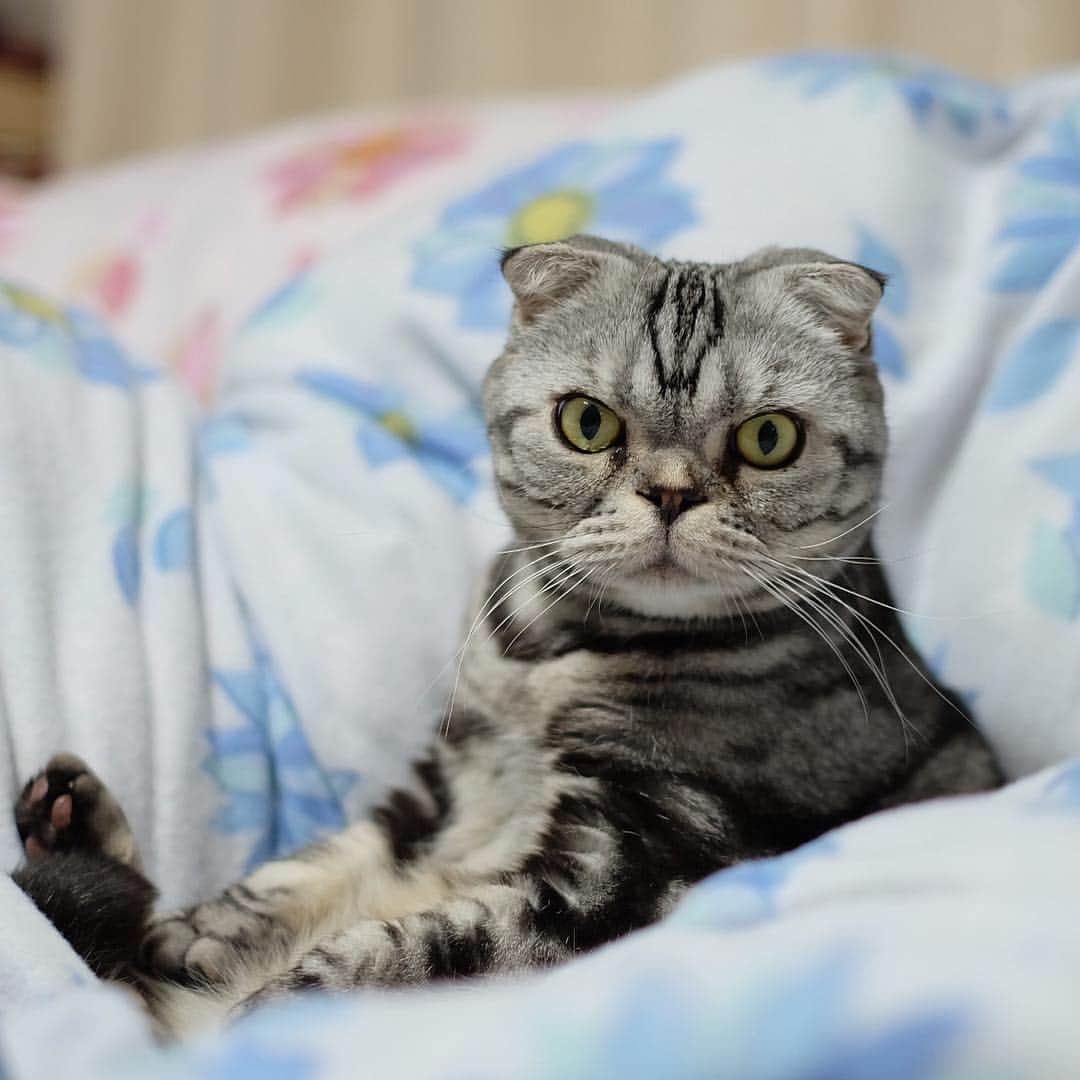 Shishi-maruのインスタグラム：「🐱Thank you everyone.Now Shishi. 🐱今まるです。 ーーーーーーーーーーー 📕「ぷっちねこ。」単行本発売中 📗「3匹のちいさな猫を召喚できたなら」 📘「ちいさな猫を召喚できたなら」重版出来 ーーーーーーーーーーー ⭐︎ねこ漫画を描いています→@tacos_cat 🐱公式→@chiisanacat 🌺Twitter →@taco_emonemon ーーーーーーーーーーー」