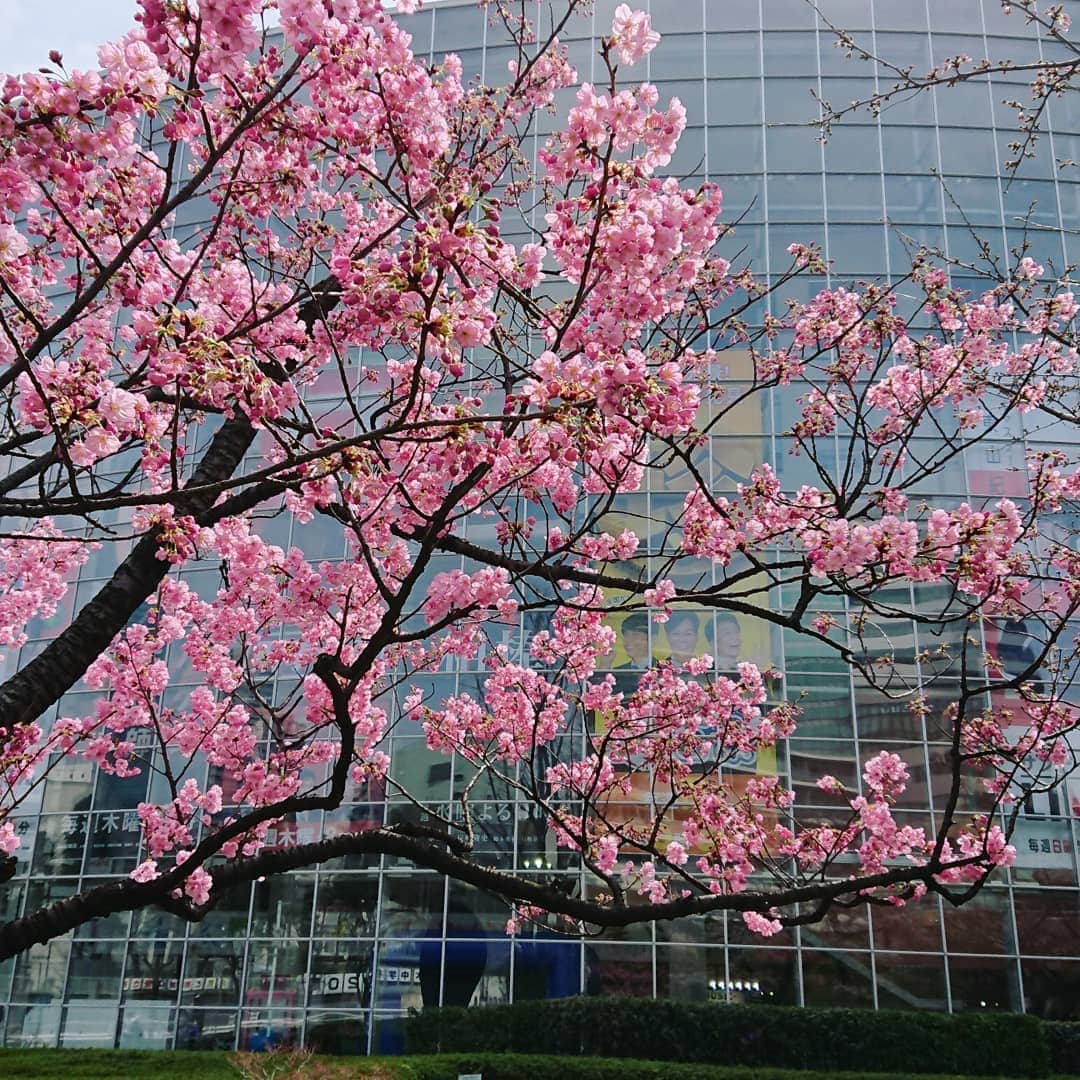 田畑祐一さんのインスタグラム写真 - (田畑祐一Instagram)「なんと毛利池の桜🌸が大変な勢いで花を咲かせています。あまりの速さに、ニュースになるほどです(笑) 目黒川辺りは全然だな～・・・今週末どうしようかな～・・・と悩んでいるあなた！この木はもう花見レベルです！(笑)でも、明日から物凄く冷えるみたいですね。暖かくしてお出掛けください❗🌸🌸🌸」3月22日 16時08分 - tabatayuichi