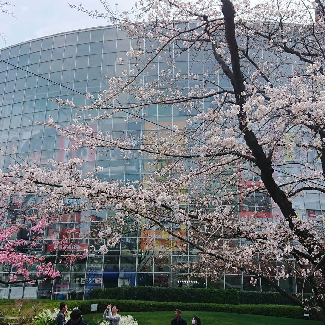 田畑祐一さんのインスタグラム写真 - (田畑祐一Instagram)「なんと毛利池の桜🌸が大変な勢いで花を咲かせています。あまりの速さに、ニュースになるほどです(笑) 目黒川辺りは全然だな～・・・今週末どうしようかな～・・・と悩んでいるあなた！この木はもう花見レベルです！(笑)でも、明日から物凄く冷えるみたいですね。暖かくしてお出掛けください❗🌸🌸🌸」3月22日 16時08分 - tabatayuichi