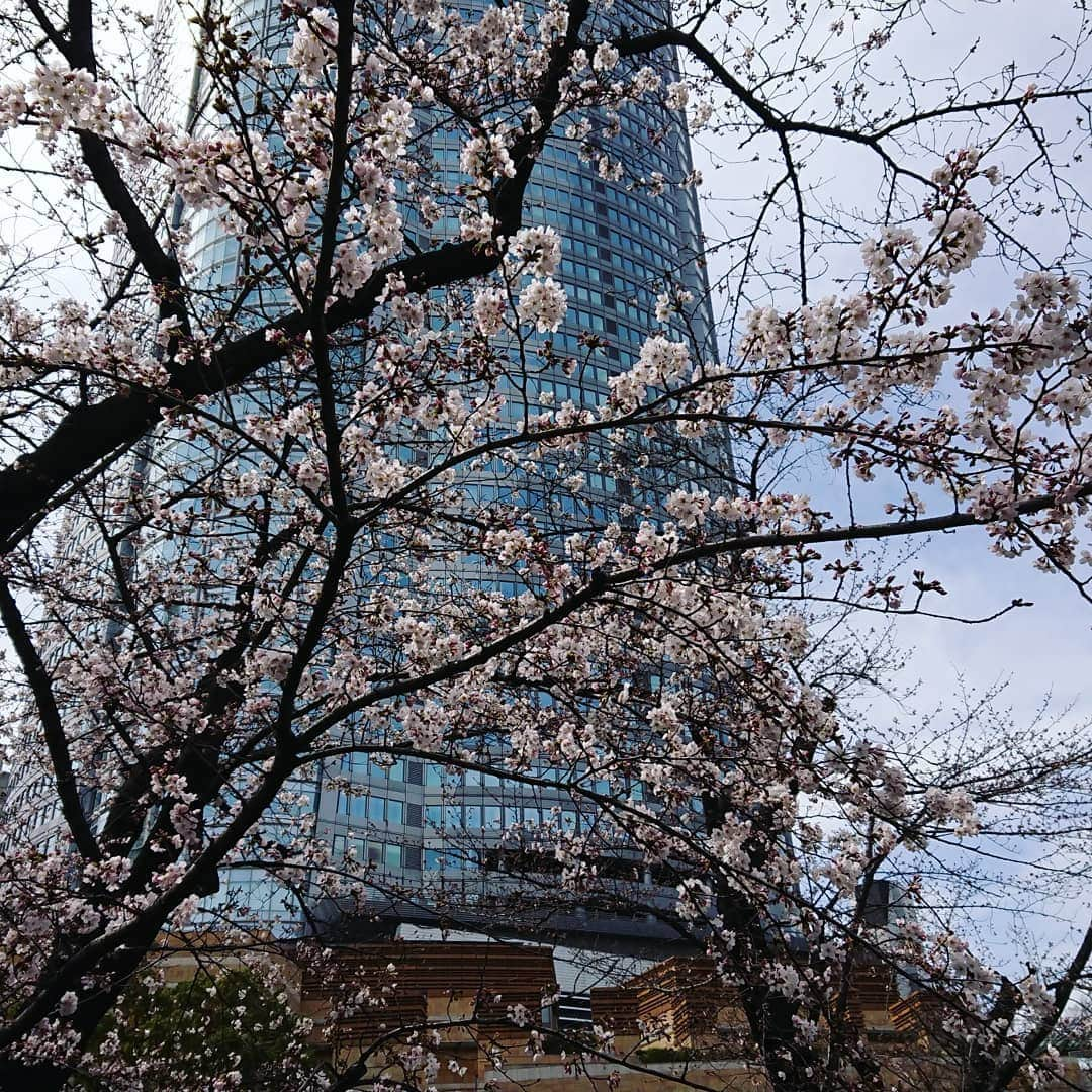 田畑祐一さんのインスタグラム写真 - (田畑祐一Instagram)「なんと毛利池の桜🌸が大変な勢いで花を咲かせています。あまりの速さに、ニュースになるほどです(笑) 目黒川辺りは全然だな～・・・今週末どうしようかな～・・・と悩んでいるあなた！この木はもう花見レベルです！(笑)でも、明日から物凄く冷えるみたいですね。暖かくしてお出掛けください❗🌸🌸🌸」3月22日 16時08分 - tabatayuichi