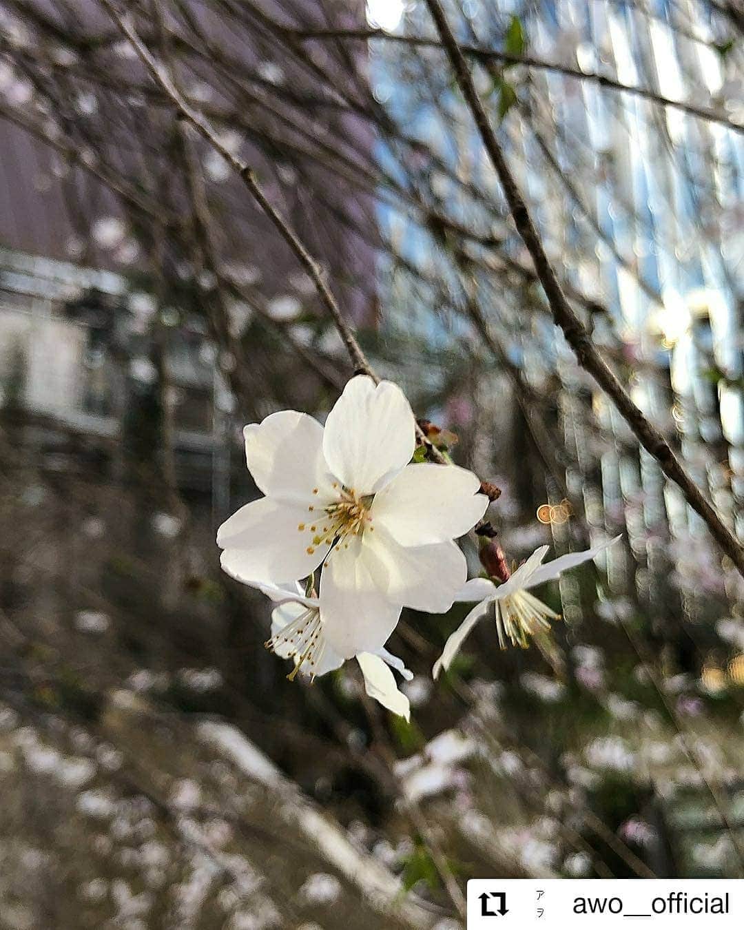 GINZA SONY PARK PROJECTさんのインスタグラム写真 - (GINZA SONY PARK PROJECTInstagram)「#Repost @awo__official • • • • • • 今日も暖かい一日となり、Ginza Sony Park の桜もよく咲いてきました♪ 日中も夜もカメラを向ける姿がとても多く見られます。明日も見ごろだと思いますので、是非ともいらしてください♪ ｜ 皆さまのご来園を心よりお待ちしております。 ｜ #買える公園 #変わり続ける公園 #アヲGINZATOKYO #アヲ #日本緑化企画 #西畠清順 #seijunnishihata #そら植物園 #sorabotanicalgardenproject #銀座ソニーパーク#gs89 #銀座 #春  #spring #pink #桜 #サクラ #さくら」3月22日 16時17分 - ginzasonypark