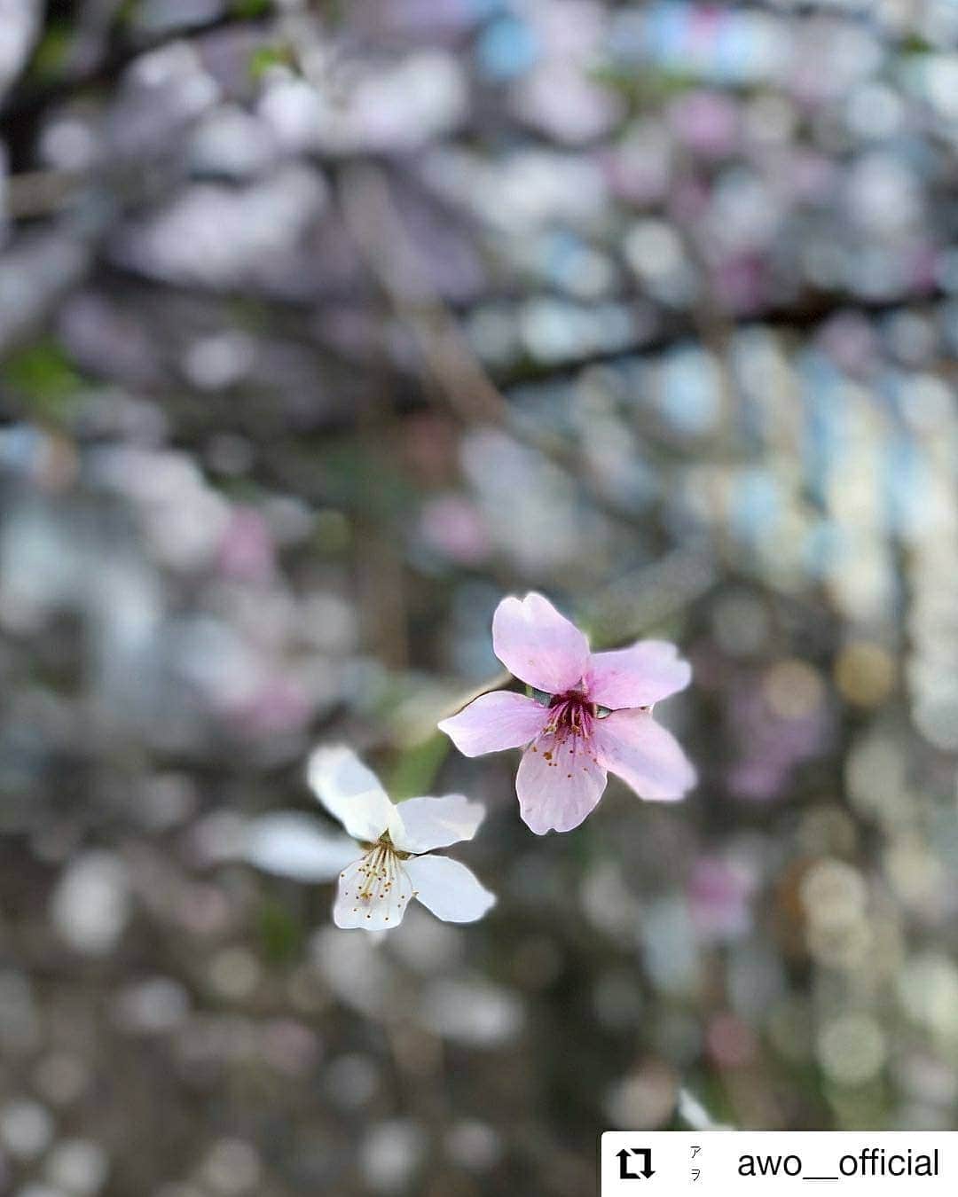 のインスタグラム：「#Repost @awo__official • • • • • • 今日も暖かい一日となり、Ginza Sony Park の桜もよく咲いてきました♪ 日中も夜もカメラを向ける姿がとても多く見られます。明日も見ごろだと思いますので、是非ともいらしてください♪ ｜ 皆さまのご来園を心よりお待ちしております。 ｜ #買える公園 #変わり続ける公園 #アヲGINZATOKYO #アヲ #日本緑化企画 #西畠清順 #seijunnishihata #そら植物園 #sorabotanicalgardenproject #銀座ソニーパーク#gs89 #銀座 #春  #spring #pink #桜 #サクラ #さくら」