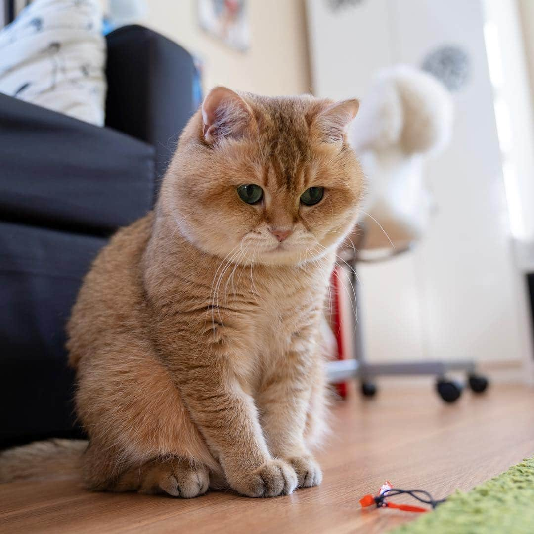 Hosicoさんのインスタグラム写真 - (HosicoInstagram)「I think I've found something 🕵️‍♂️🦠」3月22日 16時23分 - hosico_cat