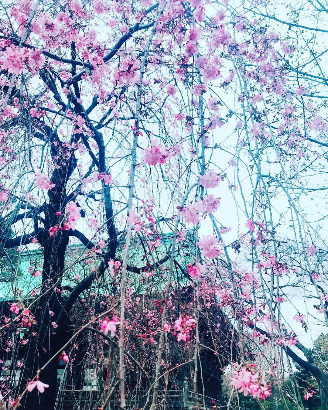 秋吉織栄（宮内かれん）さんのインスタグラム写真 - (秋吉織栄（宮内かれん）Instagram)「🌸🌸🌸🌸桜開花しました🌸🌸🌸🌸 今日はぜーんぶPINK💕️💕️ 飲み物もピンク🌸笑  外国人観光客の方に撮ってもらいました🙋‍♀️✨ #桜  #開花  #春コーデ  #春 #japan 🌸🌸🌸🌸🌸🌸🌸🌸🌸💕️」3月22日 16時24分 - orie.oliiiiie.olivia