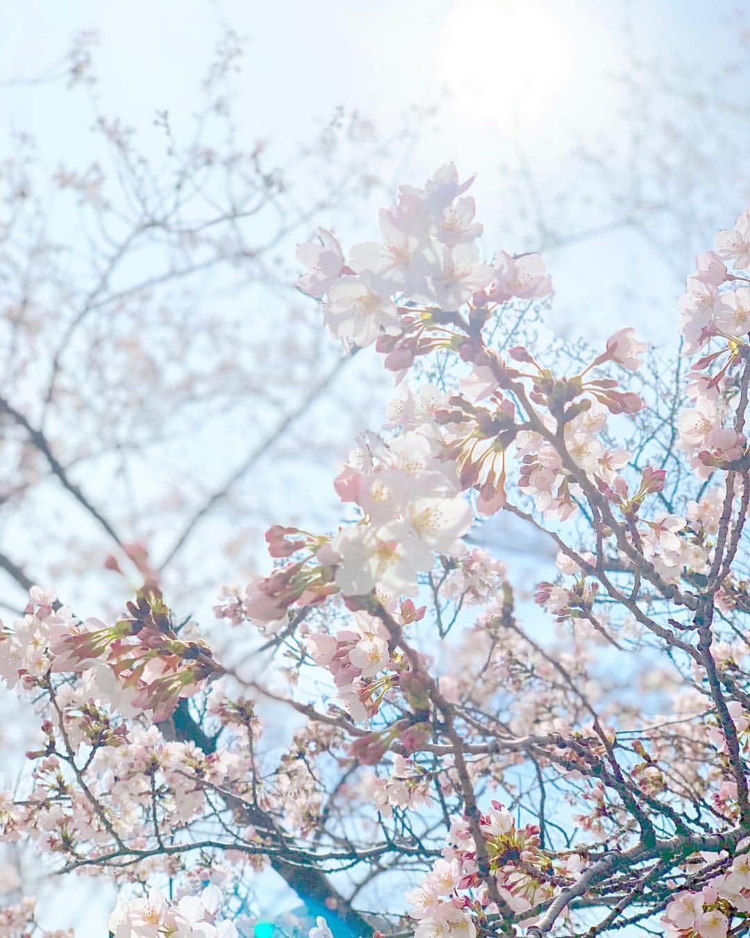 埼玉エステ＊インディバ＊戸田公園＊戸田市＊痩身＊冷え改善さんのインスタグラム写真 - (埼玉エステ＊インディバ＊戸田公園＊戸田市＊痩身＊冷え改善Instagram)「今年最初の桜🌸 ・ ・ 気付けば、関東生活も16年目に突入しました。 ・ 上京してきた18歳から 美容業へ従事8年、サロンオーナーとなって8年目。 ・ 山あり谷あり横道あり、 これまでしてきた一つ一つの選択の積み重ね、どの選択もそれぞれ意味があって 間違いじゃなかったんだなきっと。 ・ ・ #上京記念日 #春 #桜咲いた  #人生は選択の積み重ね  #戸田市 #戸田公園 #インディバサロン #ベルーヌ #埼玉ママ」3月22日 16時37分 - bell_nu.toda