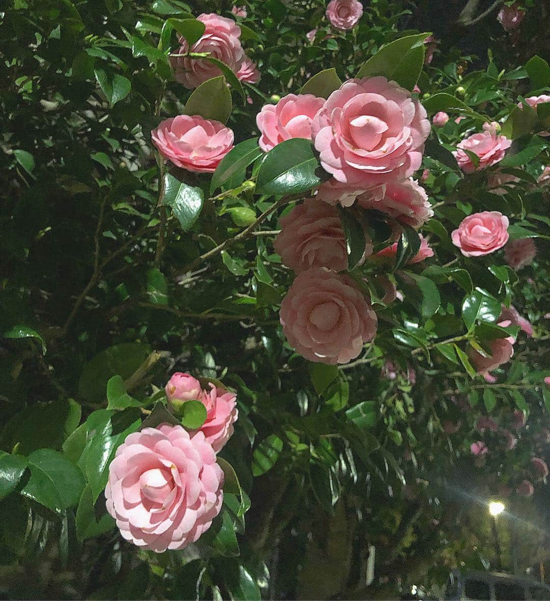 小澤楓さんのインスタグラム写真 - (小澤楓Instagram)「昨日隣の駅から歩いて帰ってる途中に 綺麗に咲いてる椿？を見つけたのでパシャり📸 . こんなにかわいいピンクで咲いてて なんだか、かわいいキモチになりました♡ 春はピンクが沢山で可愛い季節🐷🌸 . . けど、花粉症に今年からなったみたいで 喉がすごいやられて声がガスガスです… 恐るべし花粉症🤦🏻‍♀️ . . #椿 #pink #アイデザイナー #マツエク#吉祥寺マツエク」3月22日 16時35分 - kaede_cyori