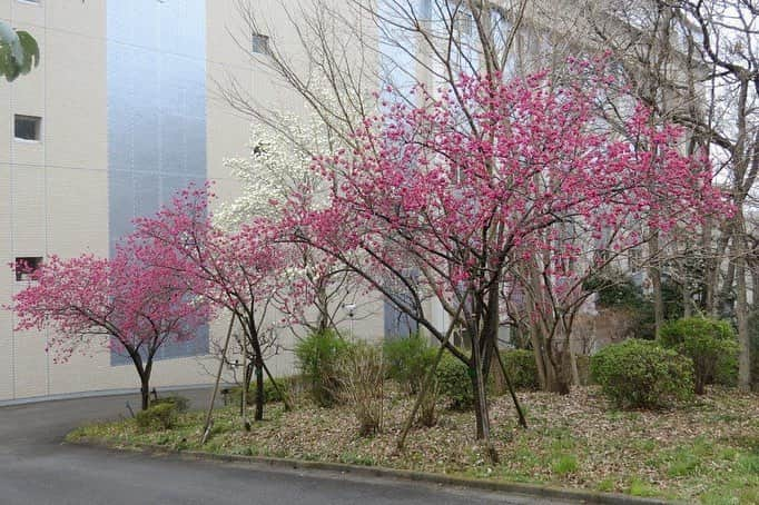 Soka Universityさんのインスタグラム写真 - (Soka UniversityInstagram)「Campus Seasonal Photos March③ 丹木の歳時記 弥生③ 1. 文系Ａ棟 2. 椿② 3. 寒緋桜①(カンヒザクラ) 4. 寒緋桜②(カンヒザクラ) 5. 源平咲きの梅 6. 桃 7. 沈丁花(ジンチョウゲ) 8. 三叉(ミツマタ) 9. 黄水仙(キズイセン) 10. ハナノキ(東洋哲学研究所側) #discoversoka #sodaigram #sokauniversity #創価大学 #hachioji #八王子 #tokyo #東京 #japan #日本 #campus #キャンパス #university #大学 #students #学生 #spring #春 #march #3月 #弥生 #nature #自然 #campuslife #学生生活」3月22日 16時44分 - sokauniversity