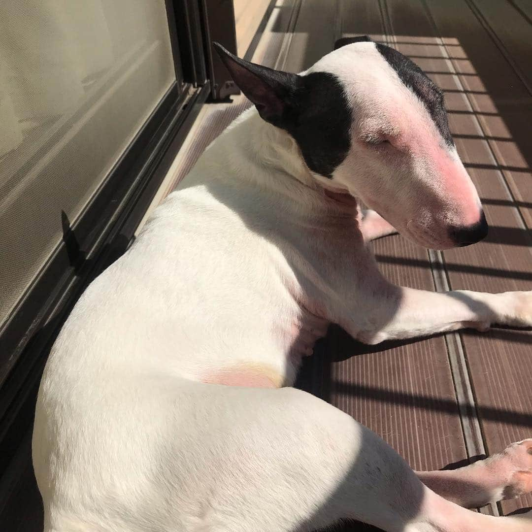 Q太郎さんのインスタグラム写真 - (Q太郎Instagram)「#minituru#bull#terrier#minibullterrier#miniturubullterrier#dog#dogstagram#cute#qtaro#love#family#ミニチュア#ブルテリア#ミニチュアブルテリア#Q太郎」3月22日 16時54分 - qtaro.jun