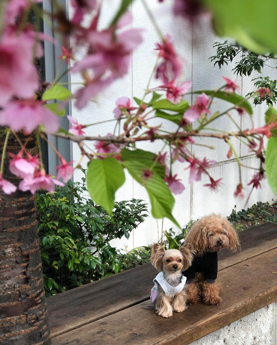 ❁coco❁さんのインスタグラム写真 - (❁coco❁Instagram)「【ワンコデート❤️】 代官山でランチ。with @kaori.omura  犬見知りな ひめちゃんと おじいちゃん ロコちゃんは 特に絡み合うこともなく でも何だか ほのぼのする ナイスコンビなのです☺️✨ ・ この日もポカポカ良い天気で 楽しい一日でした🥞💕 ・ #お花見 #お花見コーデ #お花見デート #代官山カフェ #代官山ランチ  #ワンコ部 #わんこのいる生活 #わんことお出かけ #わんこなしでは生きていけません会 #トイプードル #トイプードル大好き #犬好きな人と繋がりたい」3月22日 17時11分 - rococo39