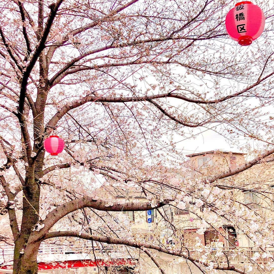 タニタさんのインスタグラム写真 - (タニタInstagram)「板橋では、桜が見ごろです🌸 . なかいたさくら祭り2019 https://www.nakaita.com/event/event-3964/ . #お祭りに出展はしていません #板橋 #桜 #お花見 #cherryblossom #タニタ #TANITA」3月22日 17時09分 - tanita_jp