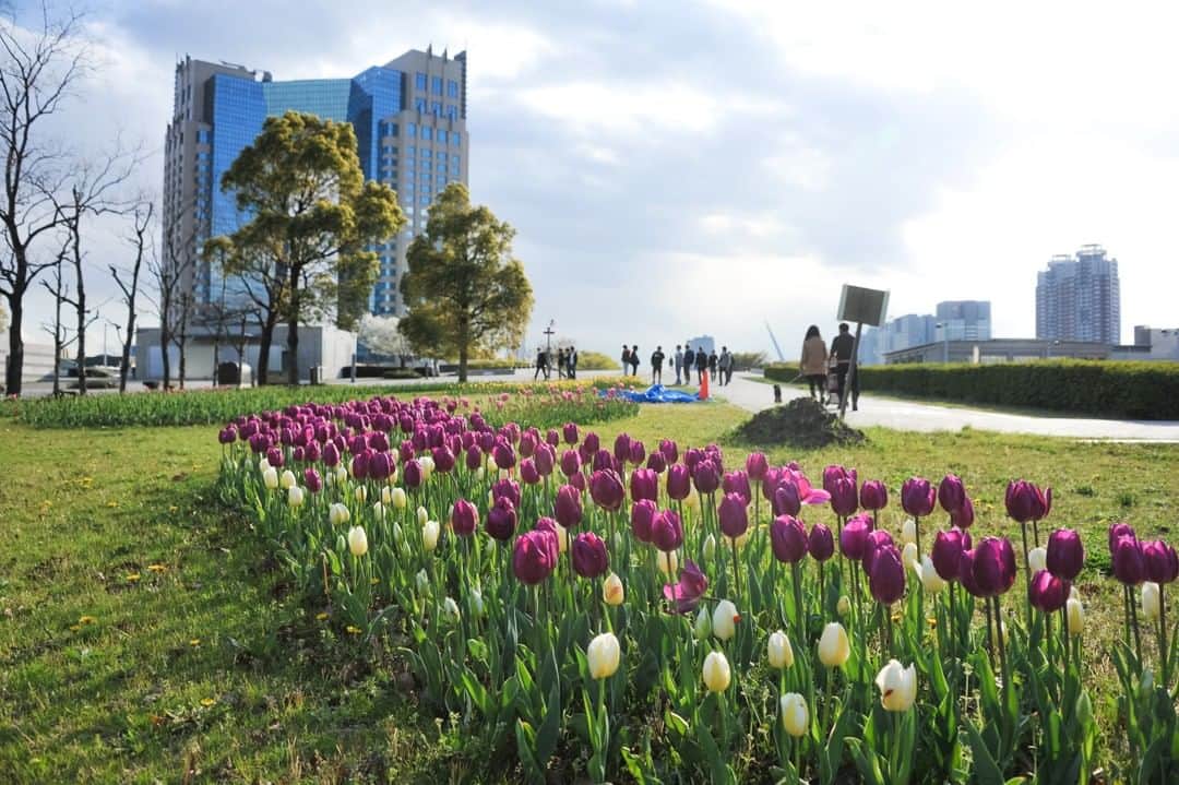 東京都庁広報課さんのインスタグラム写真 - (東京都庁広報課Instagram)「「シンボルプロムナード公園（港区、江東区）／Symbol Promenade Park (2014.4.5撮影)」最寄駅：台場、国際展示場ほか　#台場 #チューリップ #tulips #tulip #daiba #花壇 #park  #beautifuldestinations #tokyotrip #tokyotravel #passionpassport #tokyojapan #instatokyo #loves_nippon #phos_japan #bestjapanpics #cooljapan #japan_of_insta #discovertokyo #photo_jpn #東京観光 #東京旅行 #illgrammers #景色 #お出かけ #東京 #Tokyo #东京 #도쿄 #도쿄여행」3月22日 17時30分 - tocho_koho_official