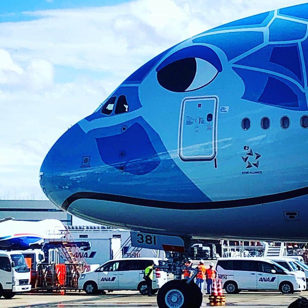 ANAのインスタグラム：「日本到着🌈  #ソラマニ_ヒコーキ #a380 #フライングホヌ #待ちに待った #日本到着 #青空 #羽ばたけ #初号機 #5月24日 #ハワイ #ホノルル #旅行 #海外旅行 #就航 #楽しみ #hawaii #flyinghonu #honu #arrival #anaairplane #airplane #fly #sky #blue #japan #trip  ANAの飛行機は「#ソラマニ_ヒコーキ」をつけて投稿してね⭐️インスタやANAの各メディアでご紹介していきます✈️」