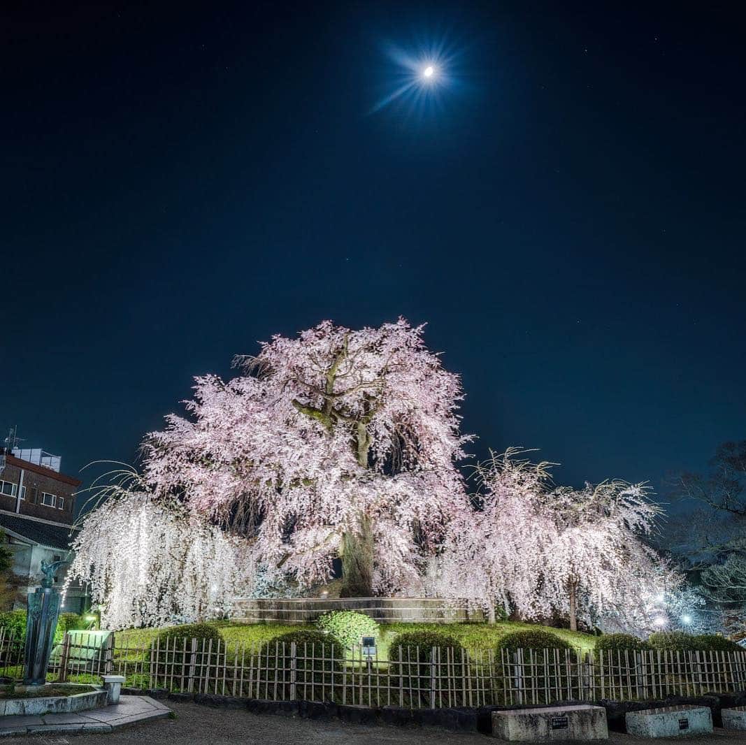 関西電力株式会社さんのインスタグラム写真 - (関西電力株式会社Instagram)「「祇園しだれ」の名で親しまれているしだれ桜は、樹齢87年になる2代目の桜です。 ※写真は昨年のものです。  ただいま関西電力Instagramでフォトコンテスト開催中♪ 詳細はプロフィールのURLよりご覧ください。 皆さまのご参加をお待ちしています！  #円山公園 #京都 #kyoto #桜 #お花見 #夜桜 #満開 #春 #春が来た #満開 #はなまっぷ #花のある生活 #spring  #ザ花部 #絶景 #日帰り旅行 #貴重な体験 #小旅行 #love_bestjapan #unknownjapan #loves_united_japan #日本の風景　#ファインダーは私のキャンバス #カメラのある生活　#景色最高　#tripgramjp #写真は心のシャッター #お写ん歩 #best_moments_shots #その旅に物語を #インスタスポット」3月22日 17時52分 - kanden.jp