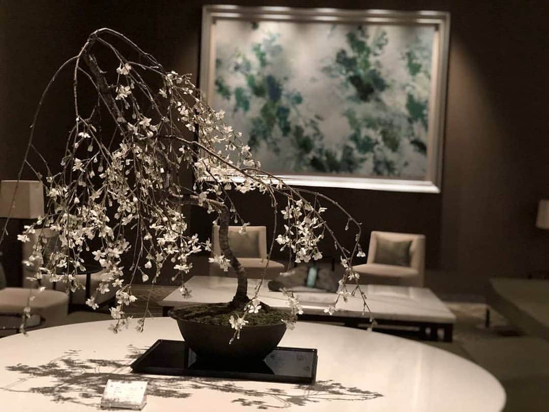 Palace Hotel Tokyo / パレスホテル東京さんのインスタグラム写真 - (Palace Hotel Tokyo / パレスホテル東京Instagram)「ロビーを彩る、趣のある桜盆栽。A sakura bonsai elegantly decorates the lobby.  #盆栽 #ロビー #ホテルロビー #ロビー装花 #ホテル装花 #花のある暮らし #桜 #さくら #サクラ #自然との調和 #丸の内 #清香園 #パレスホテル東京 #bonsai #bonsaiart #masterpiece #minitree #cherryblossom #sakura #hotellobby #Japaneseart #floralart #HarmonyWithNature #lhwtraveler #uncommontravel #leadinghotelsoftheworld #Marunouchi #Seikouen #PalaceHotelTokyo @bonsai_seikouen」3月22日 17時59分 - palacehoteltokyo