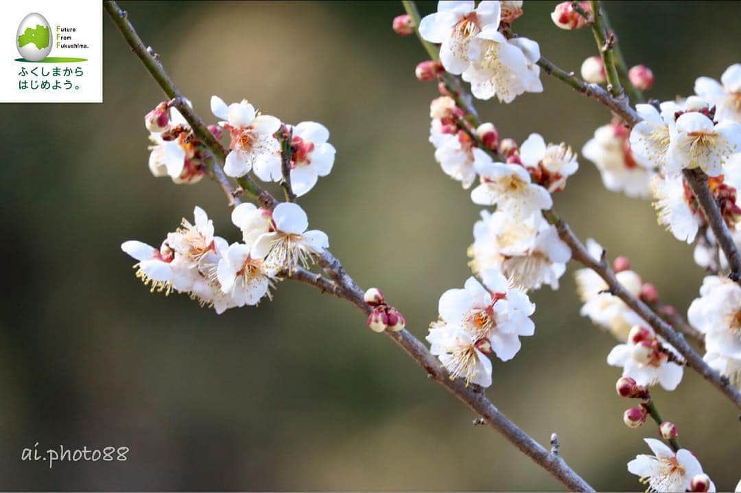 福島県さんのインスタグラム写真 - (福島県Instagram)「ハッシュタグ『 #福島 』がついたお写真から、素敵な写真をご紹介する企画【 #insta_fukushima 】 第33弾は、@airiさんのお写真です。例年よりはやく花開いた梅の花。相馬市でも見かけるようになりました。春はもう間近にやってきていますね。」3月22日 18時00分 - realize_fukushima
