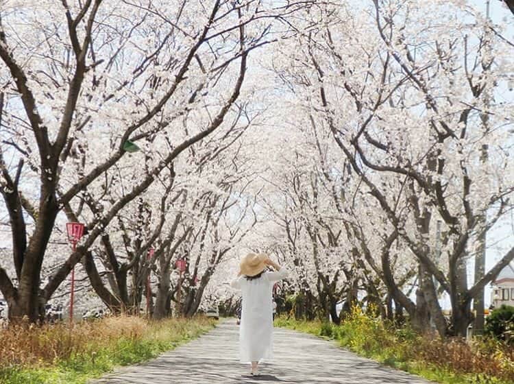au公式Instagramアカウントのインスタグラム：「[#桜×#スマホジェニック]﻿ ﻿ 岐阜県瑞穂市の桜並木で撮影されたこちらのお写真は @miyuuuki_ さんの#スマホジェニック な1枚👒🌸﻿ 今回は【桜並木と人物を一緒に撮影するテクニック】をご紹介します。﻿ ﻿ 撮影のポイントは「被写体の立ち位置」と「構図」。﻿ ﻿ テーマは“桜を見ながら桜散歩している姿”。﻿ 見た人がその場所にいるかのような、風の香りや桜の並木を感じてもらえるよう、動きのある写真を意識されたんだそうです😊✨﻿ ﻿ スマホカメラの位置は、お腹の位置くらいの高さで。被写体（人物）を真ん中に配置することで桜並木の奥行き感が増しています。﻿ また、コーディネートは桜のピンクを引き立てるために白のワンピースをセレクト。帽子をプラスオンすることでこなれ感のあるスタイルになります👒﻿ ぜひこちらを参考にして、皆さんも#桜 の素敵な一枚を撮影してみてくださいね！﻿ ﻿ ﻿ photo by @miyuuuki_﻿」